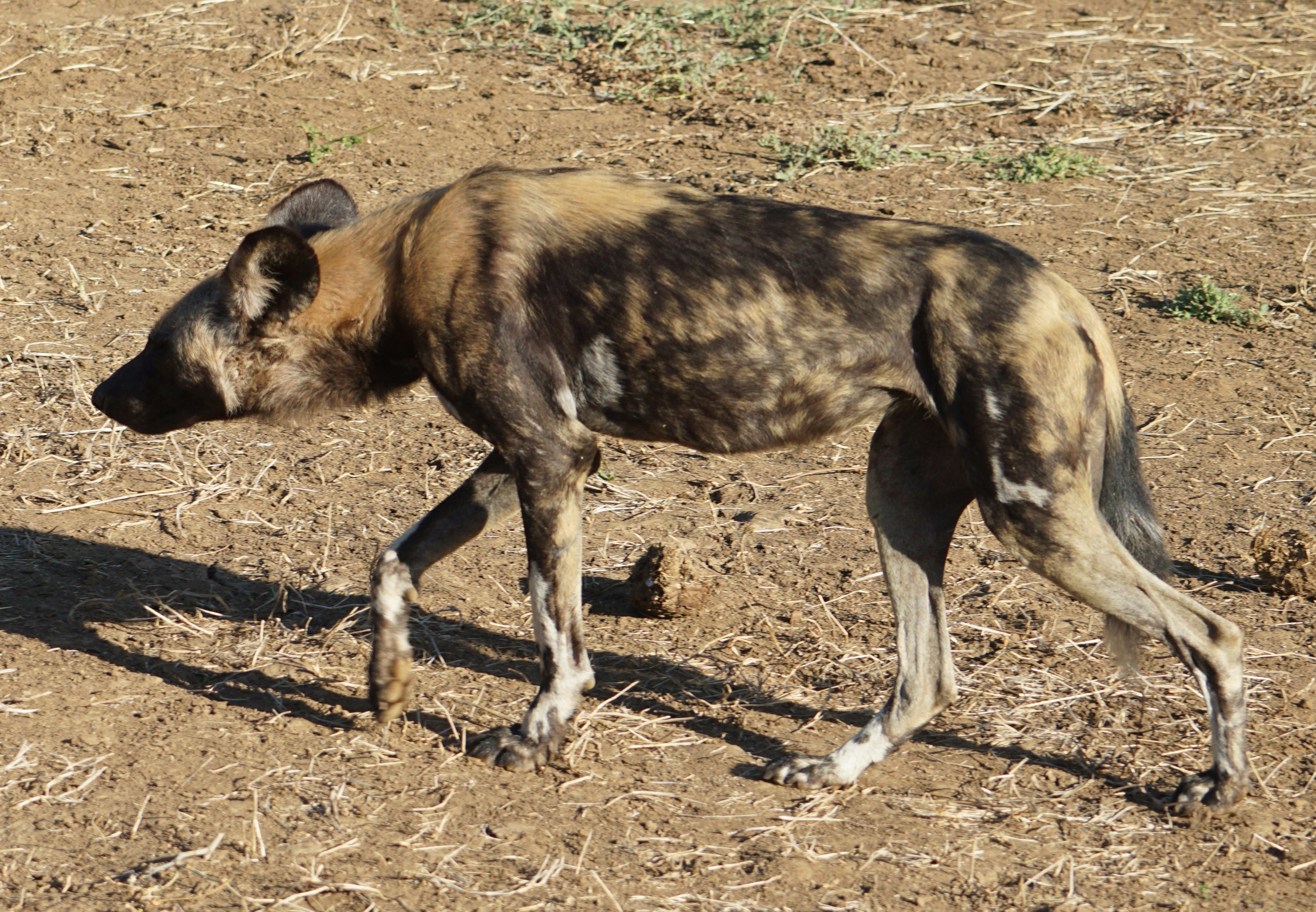 a dog walking on the ground