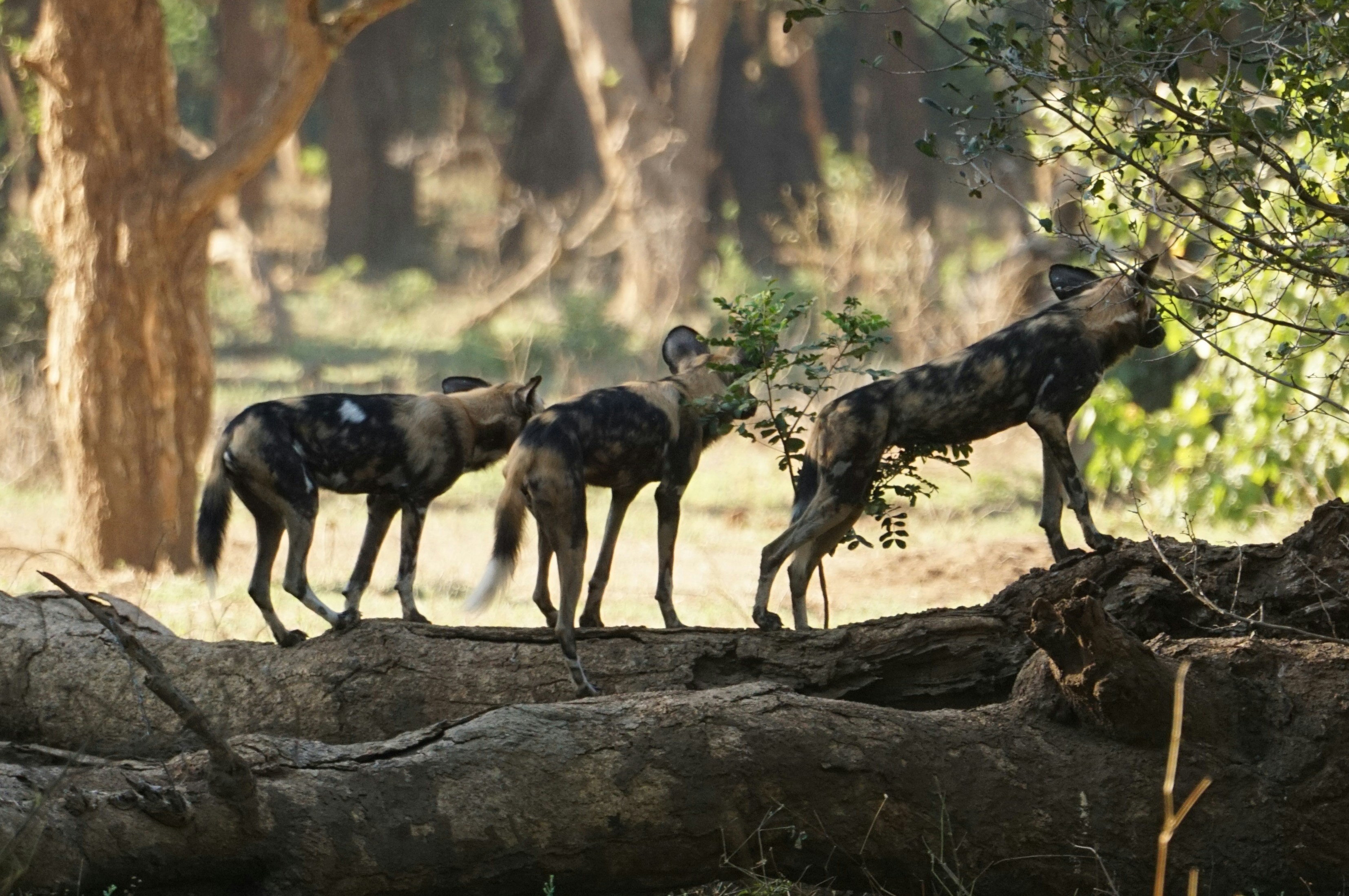 a group of deer in a wooded area