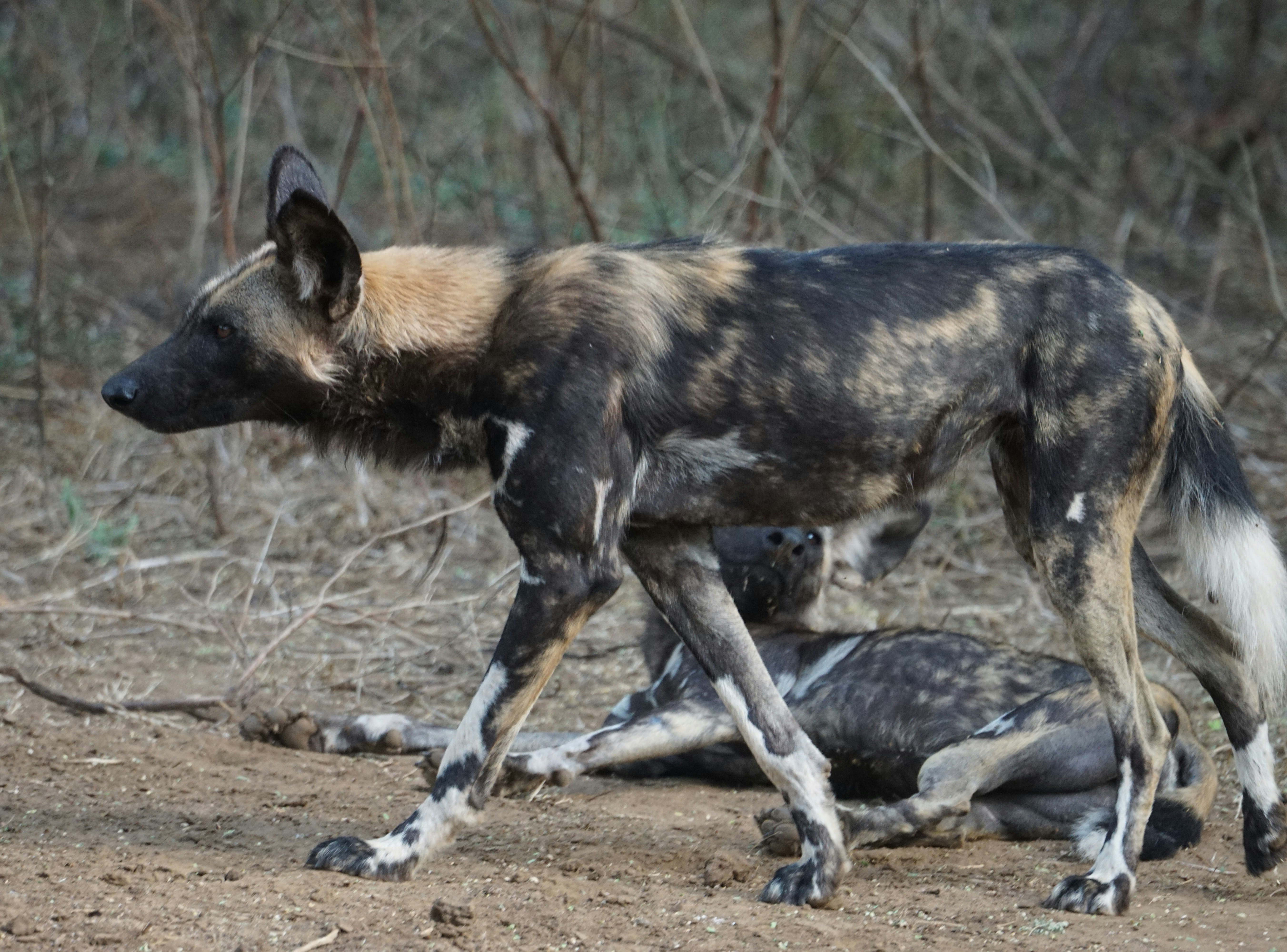 A wolf biting a wolf photo – Free Grey Image on Unsplash