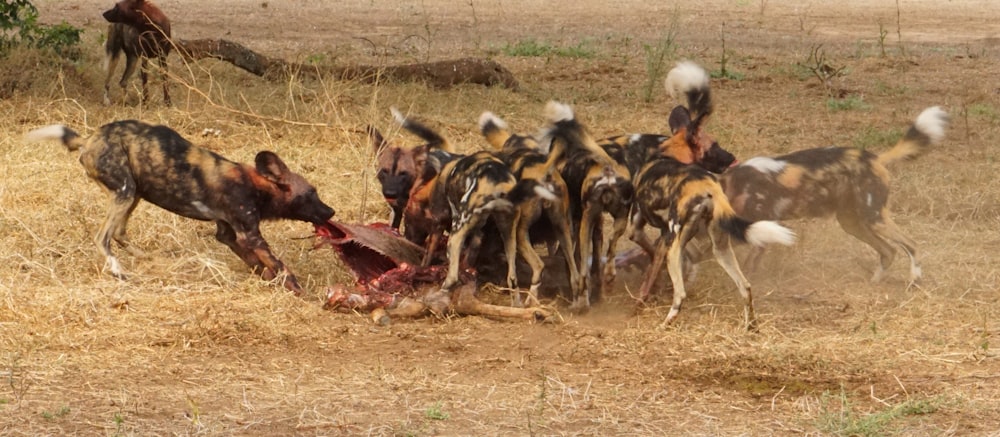 a group of dogs fighting