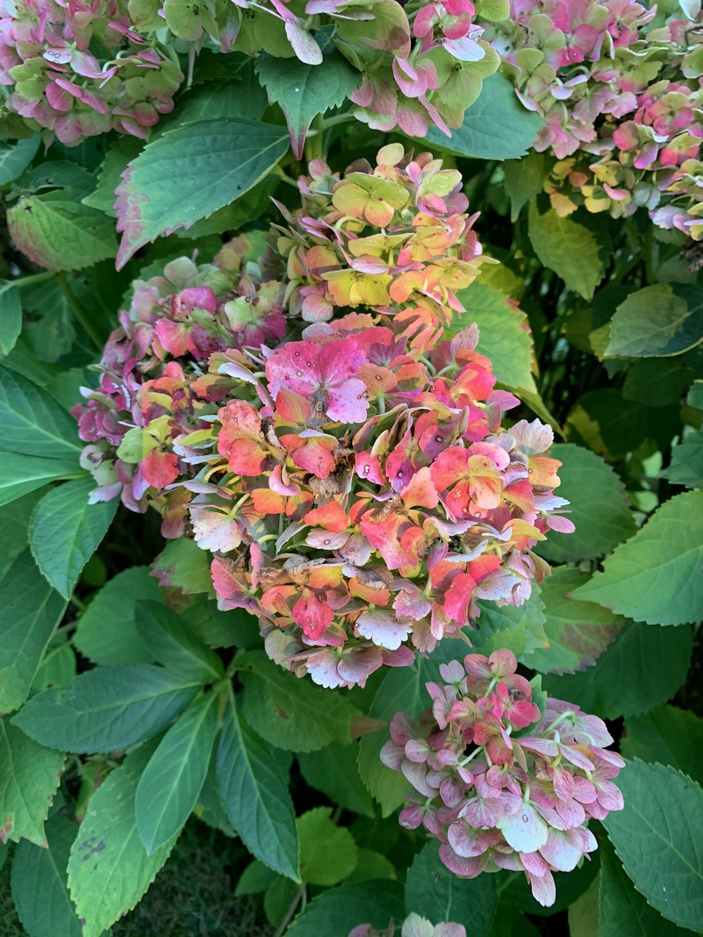 a plant with pink flowers