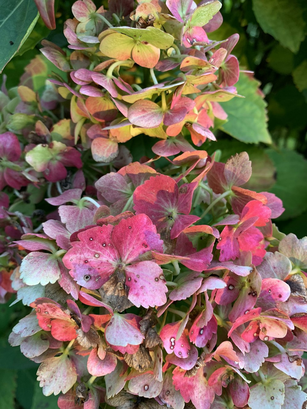 a close up of a plant