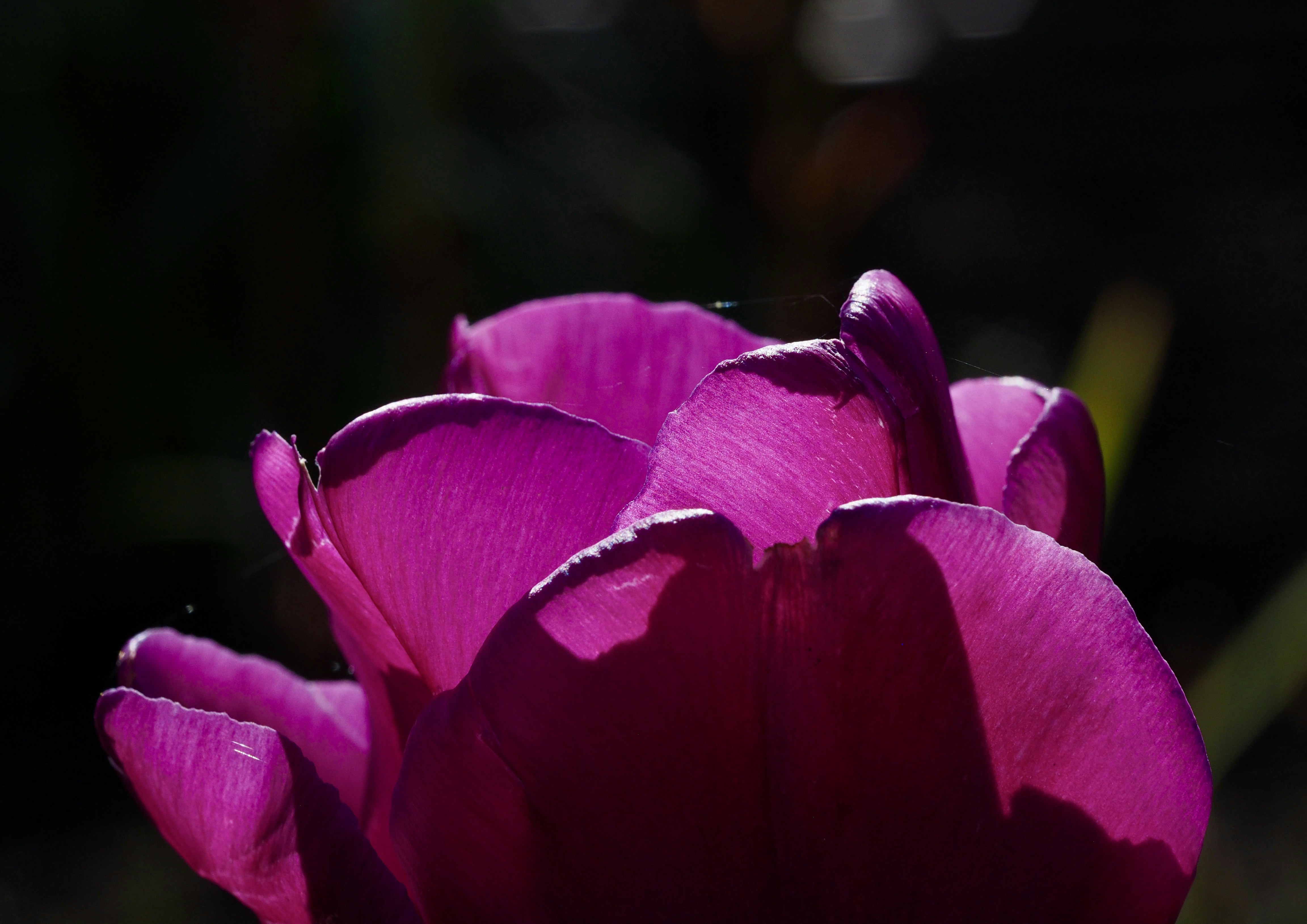 Photo by bigponorris