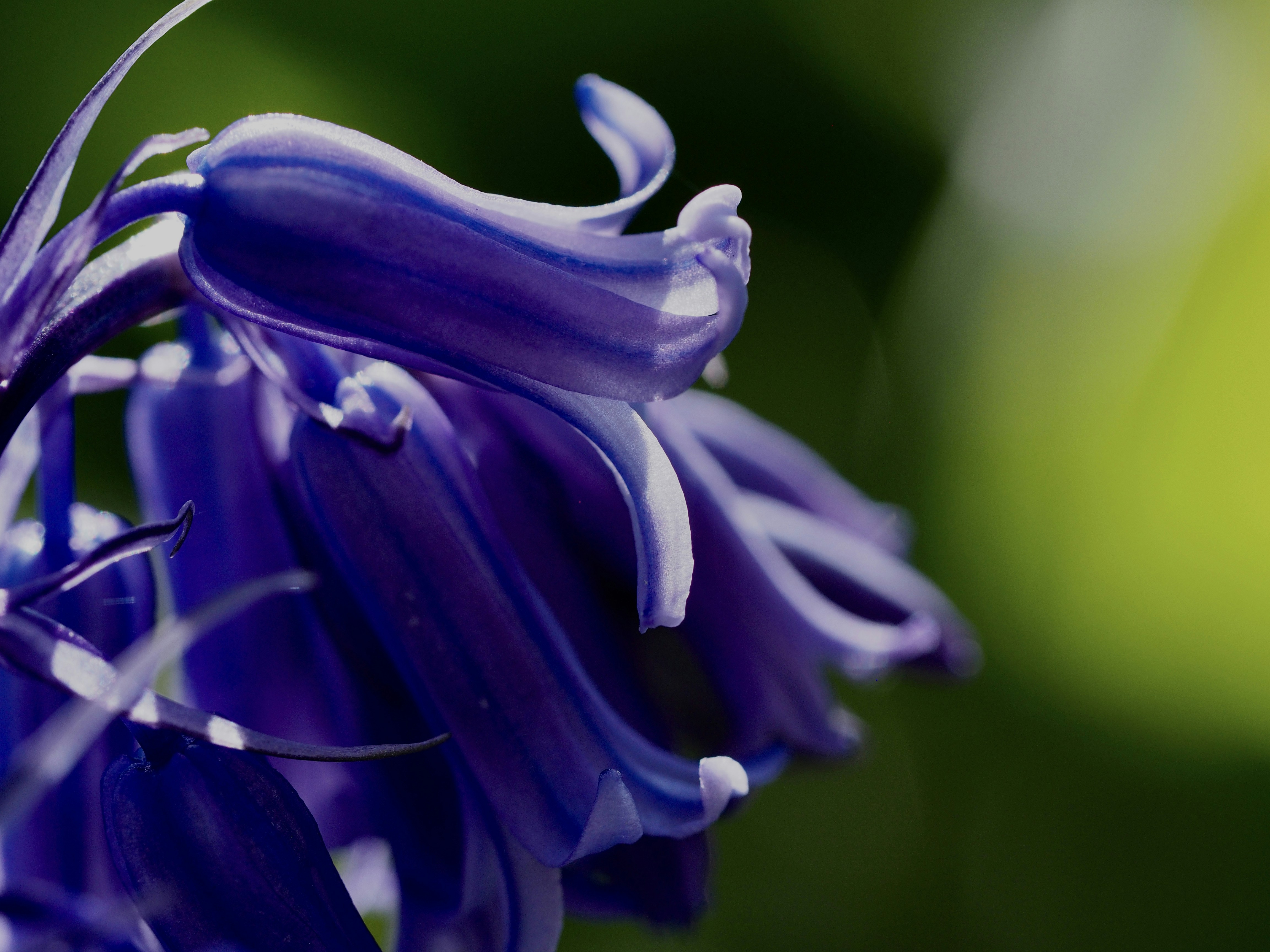 Photo by bigponorris