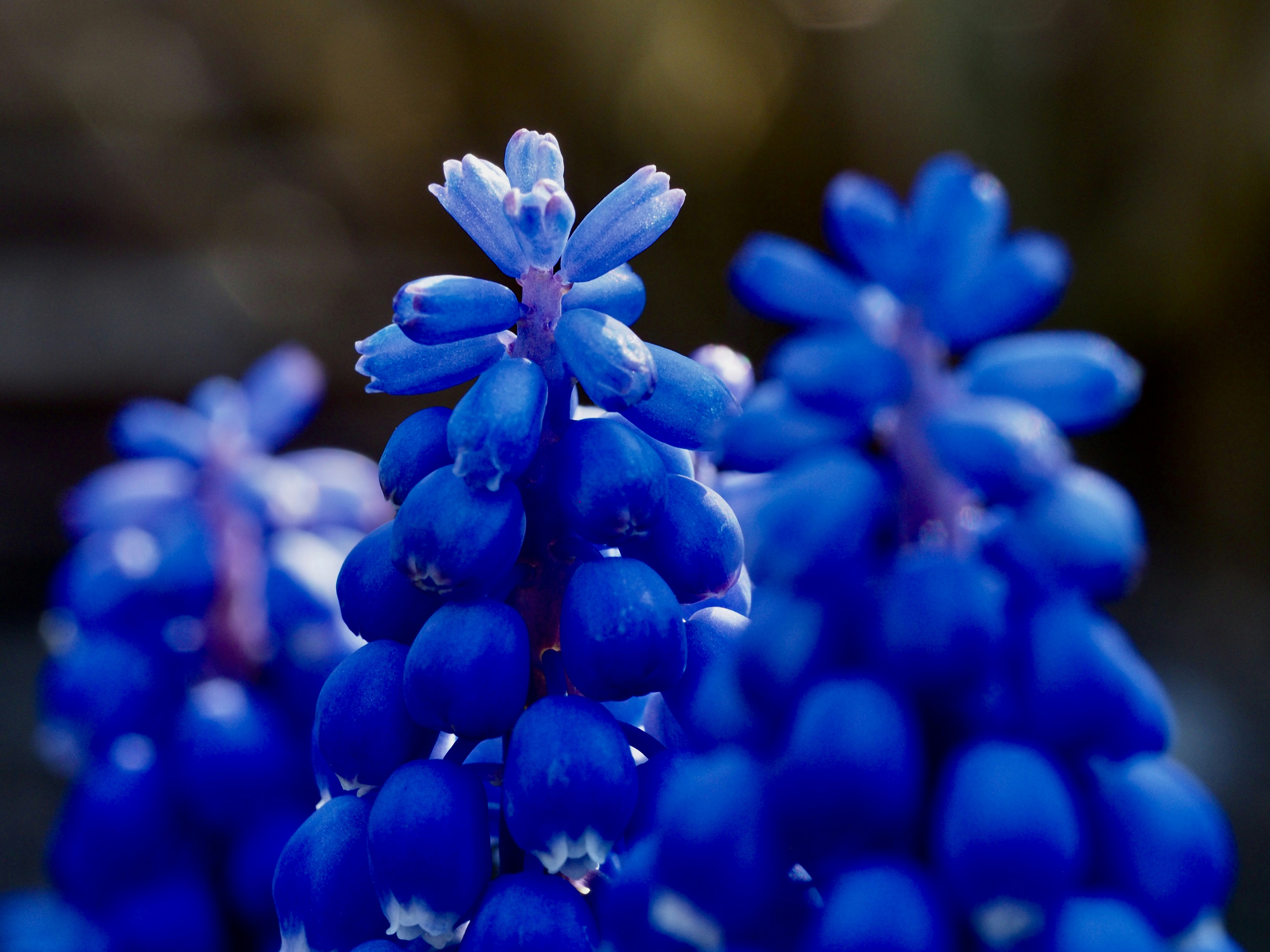 Photo by bigponorris