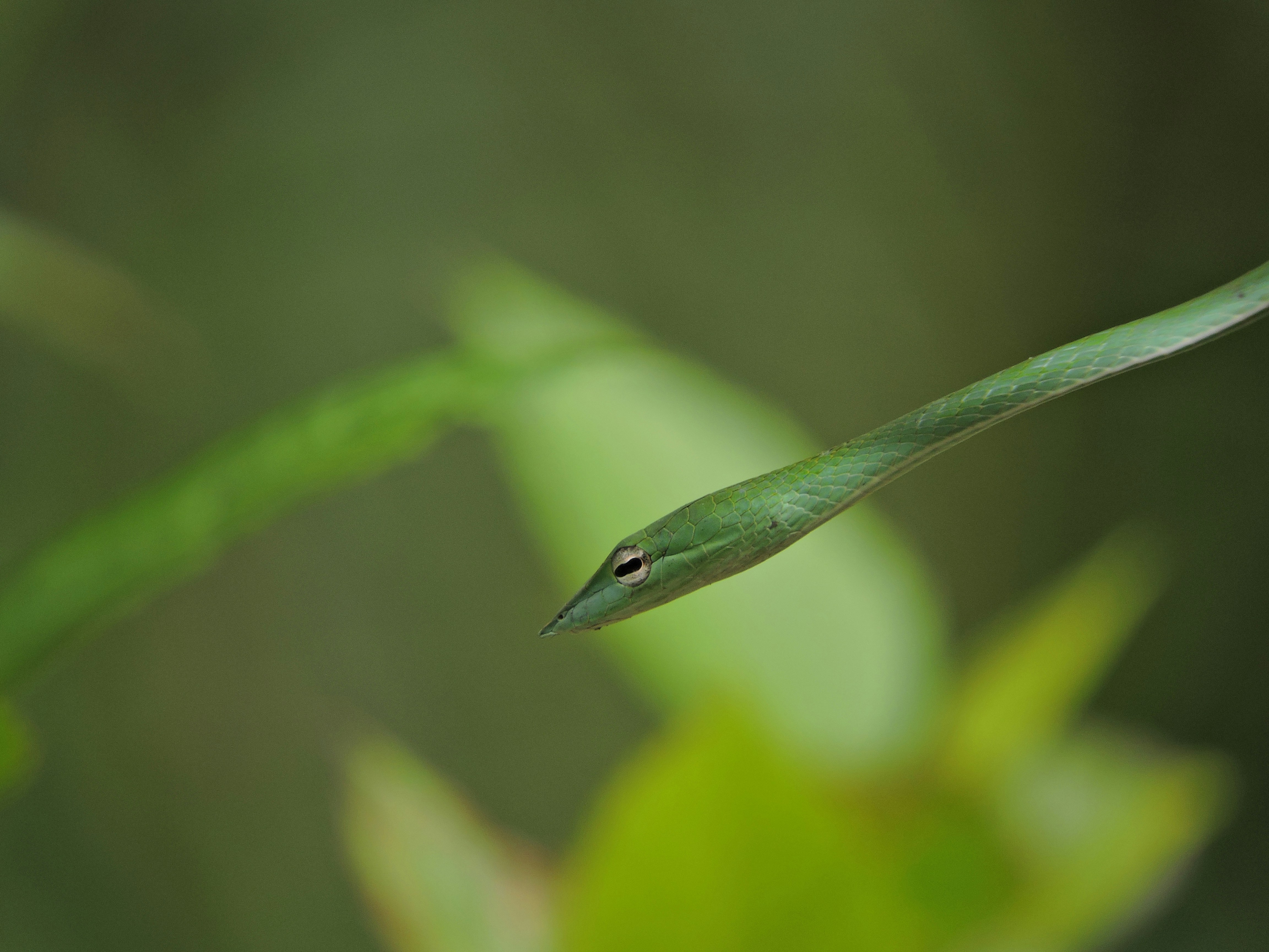 Rough Green Snake: The Serpentine Grass Blade (image credits: unsplash)