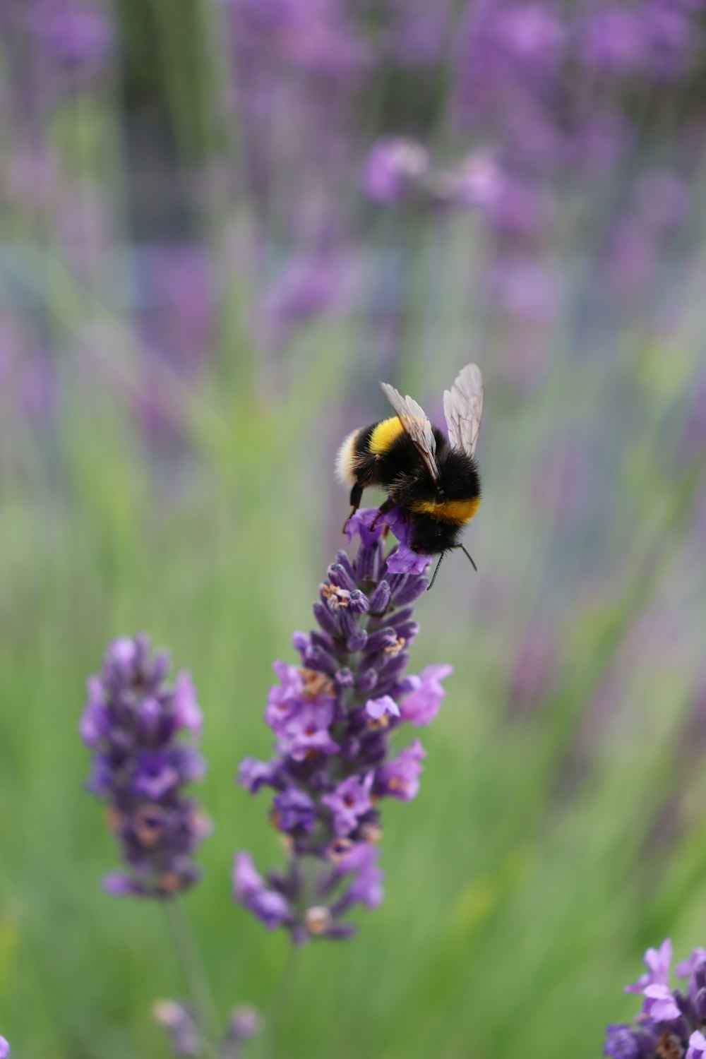 Una abeja en una flor