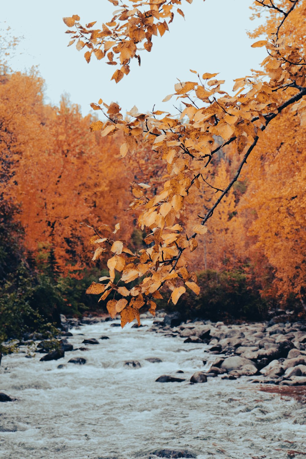 un fiume con alberi su entrambi i lati