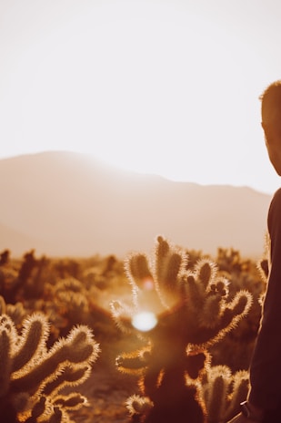 Golden hour light casting long shadows over a serene desert landscape dotted with cacti.