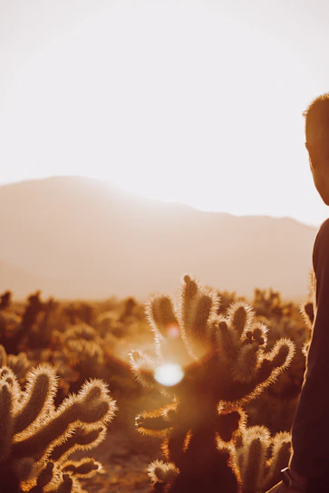 A warm sunset over a desert landscape with a charming home nestled among cacti and rocky terrain.