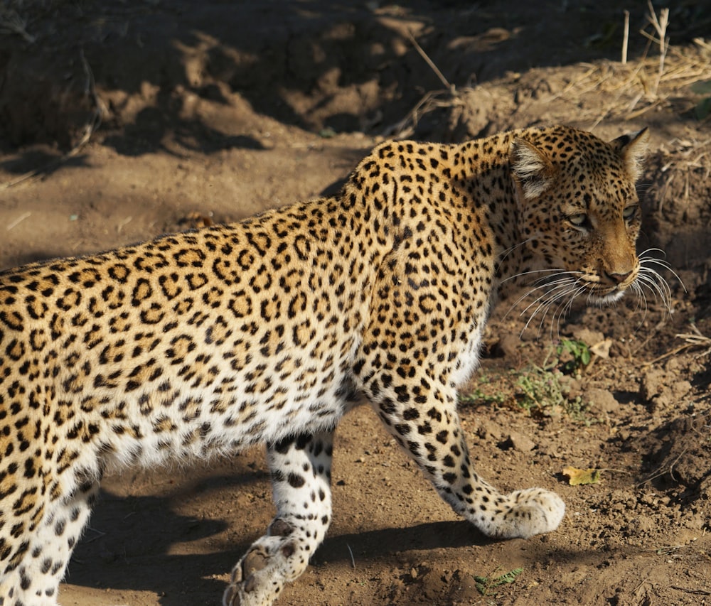 Leopard - Wikipedia