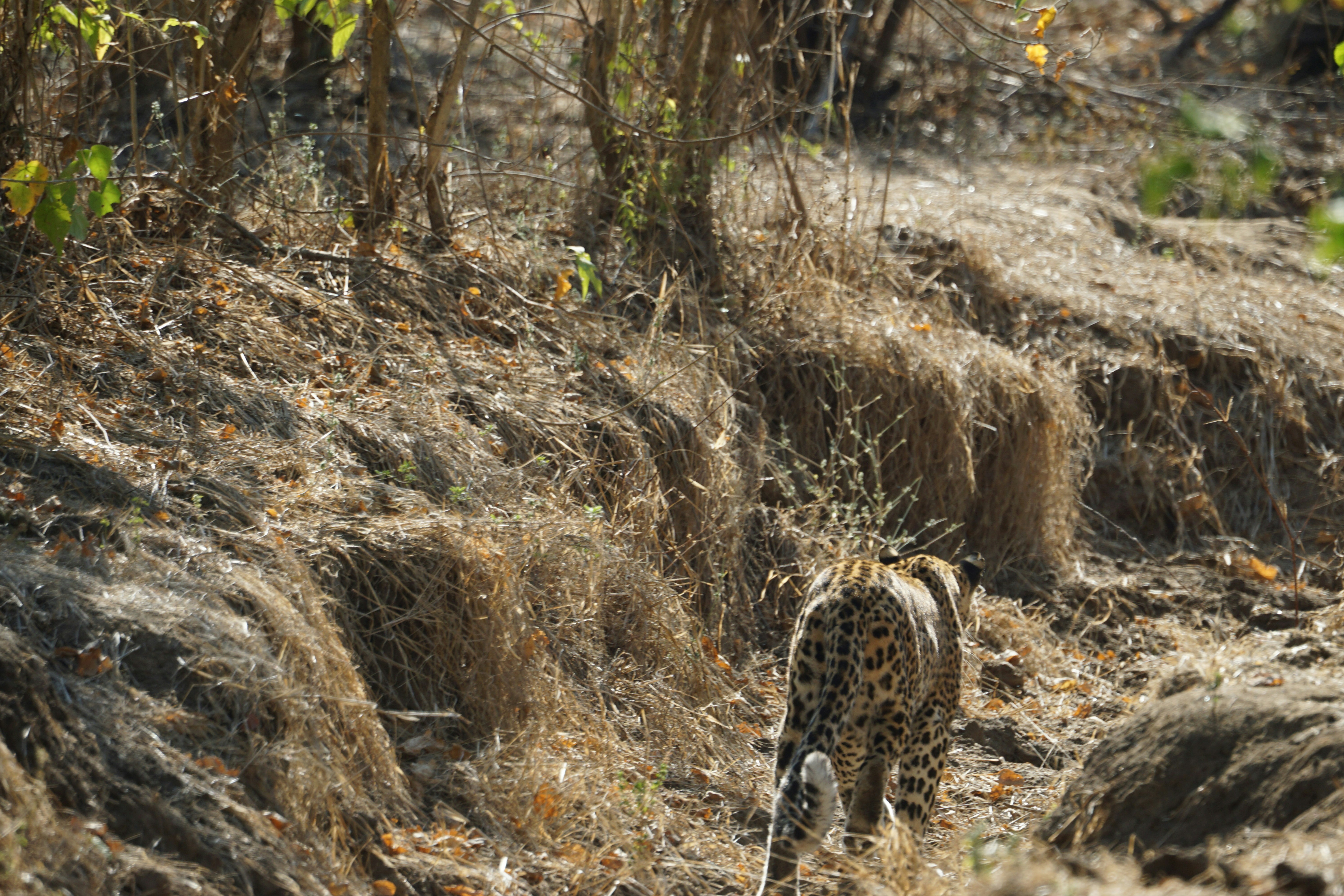 Ancient Temples and Wild Leopards in Cambodia (image credits: unsplash)