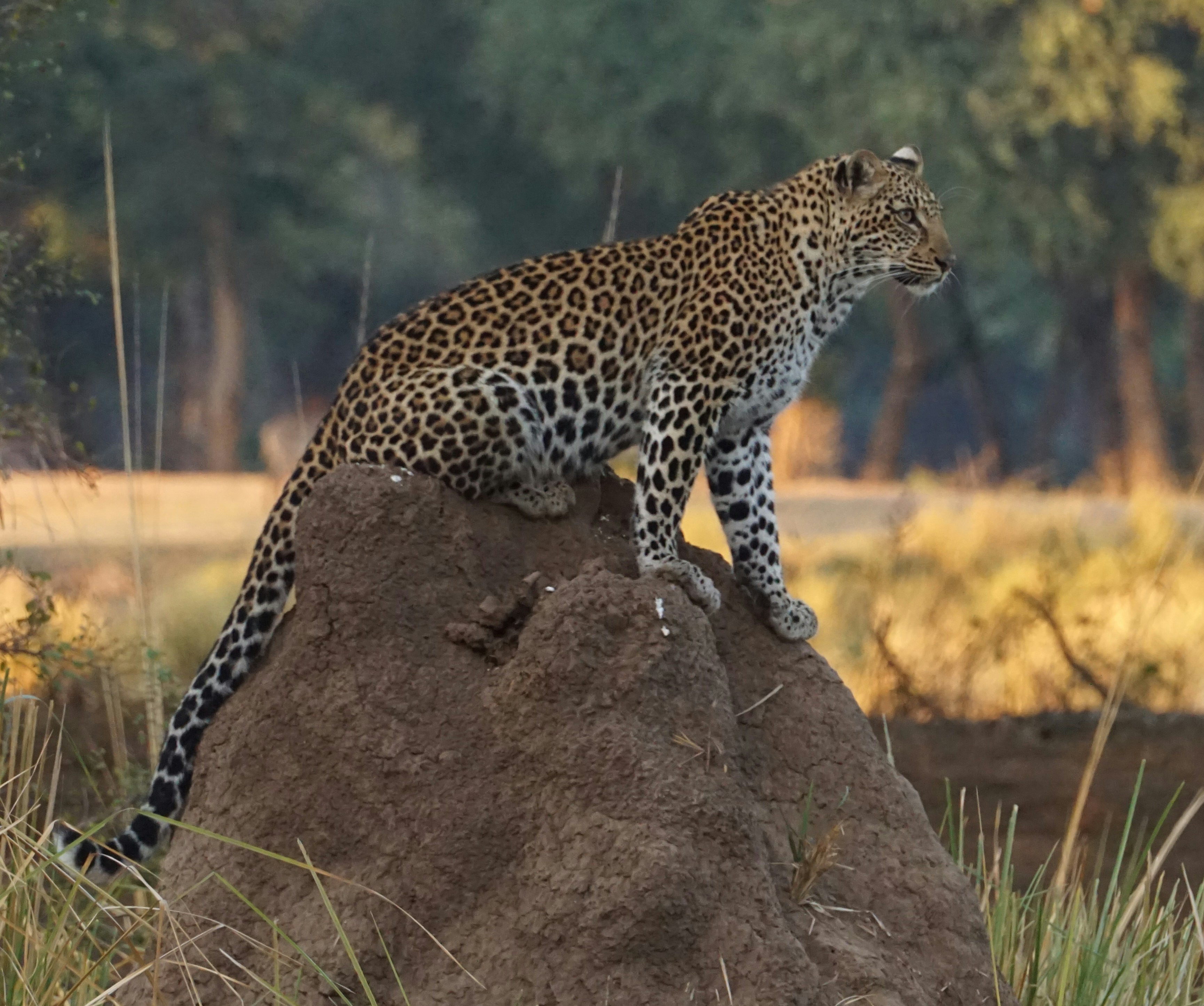 Saving the Super-Jumpers: Conservation Matters (image credits: unsplash)