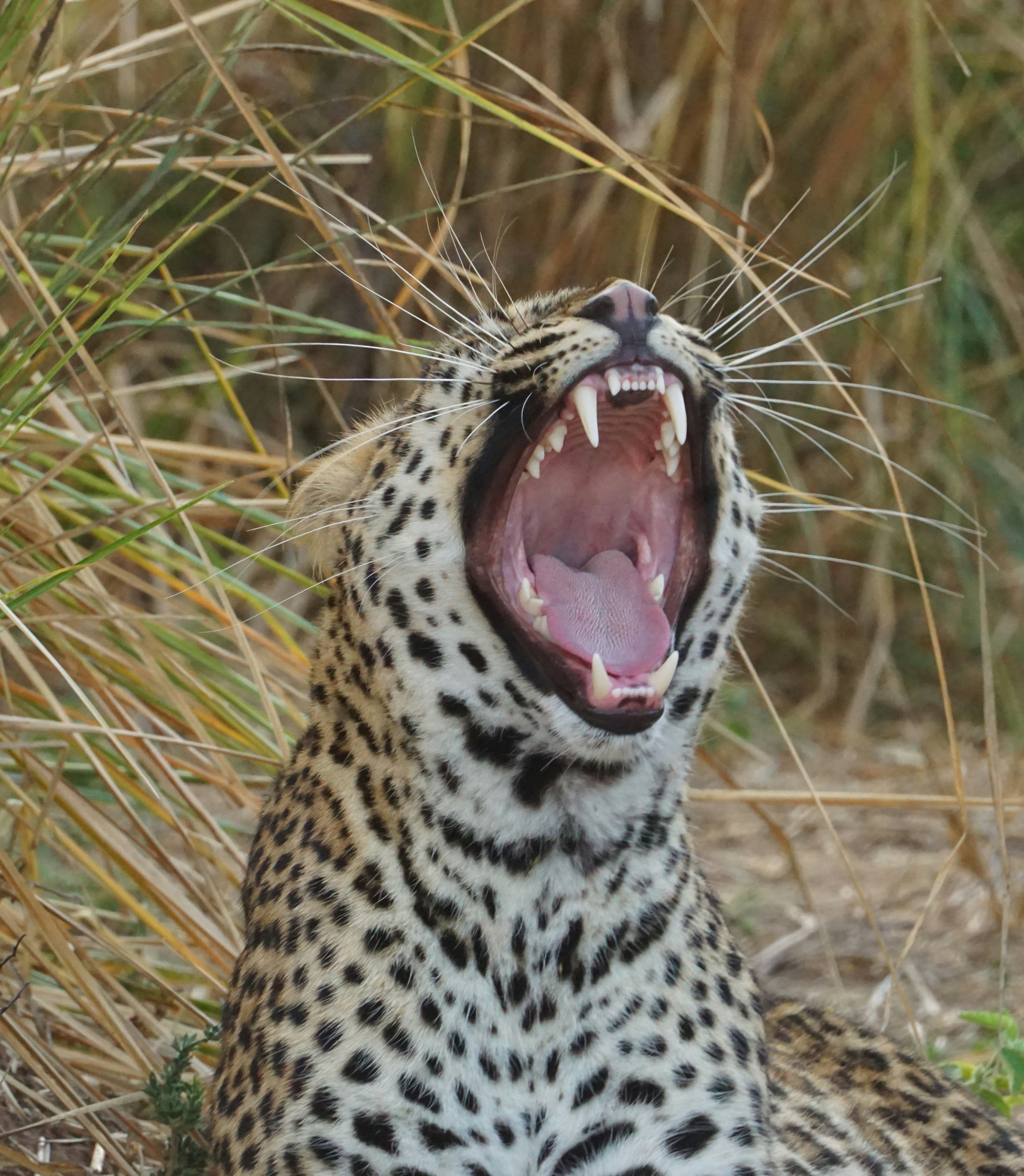 Voice of the Wilderness (image credits: unsplash)