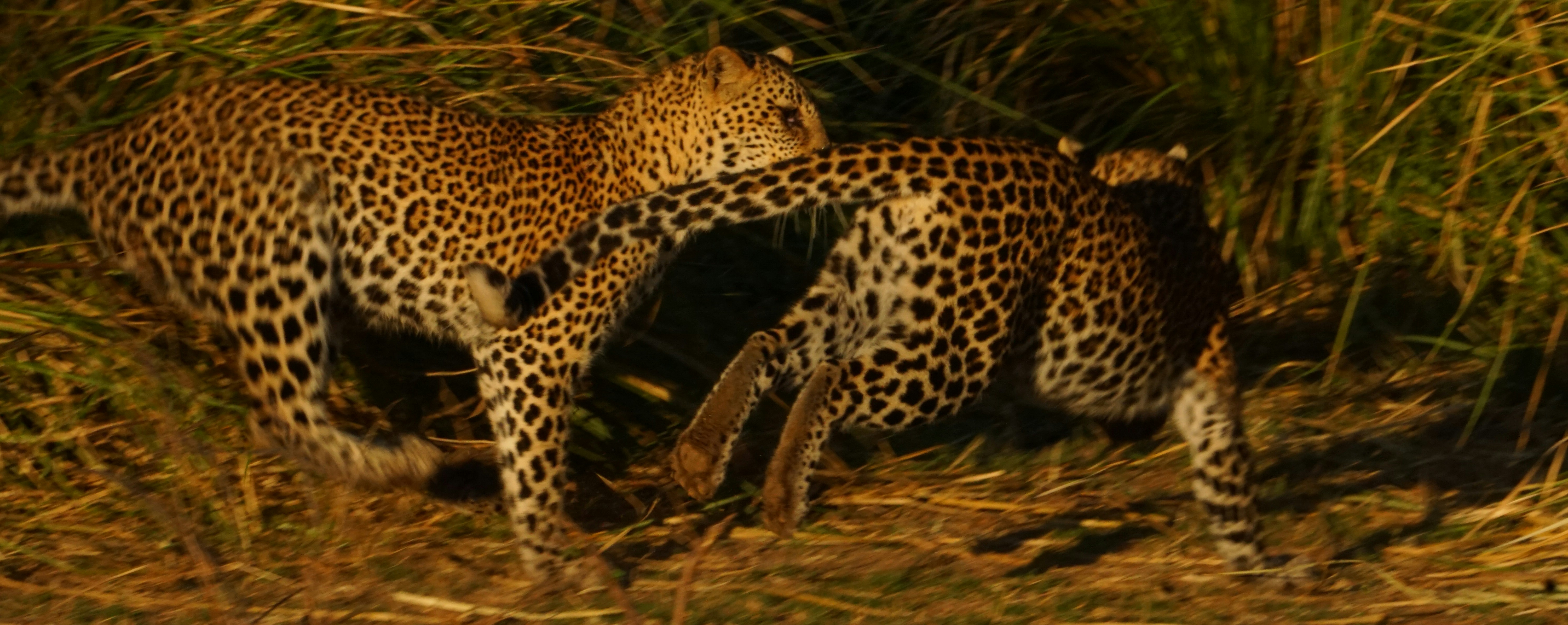 Jaguar Siblings: Jungle Playmates (image credits: unsplash)