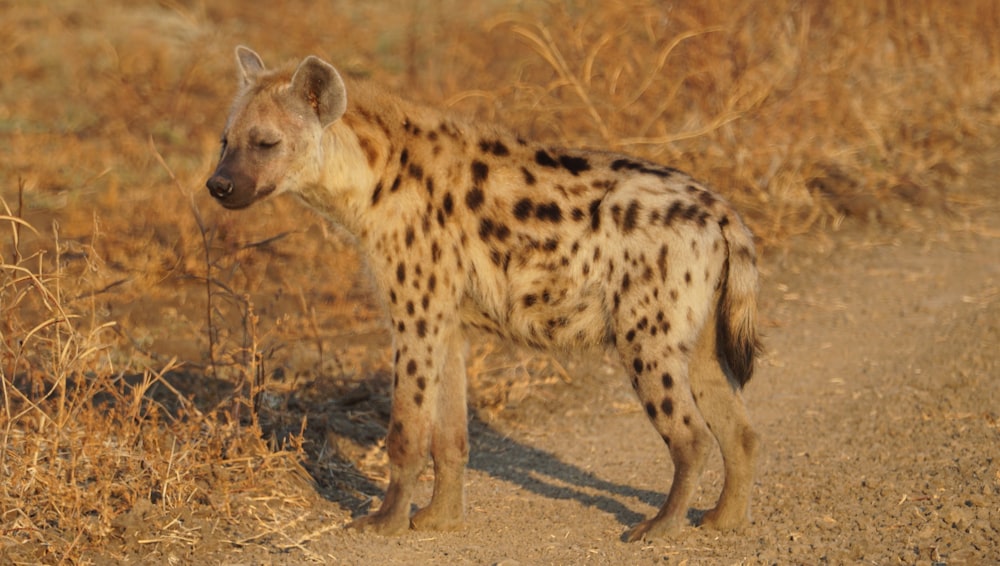 a hyena standing on dirt