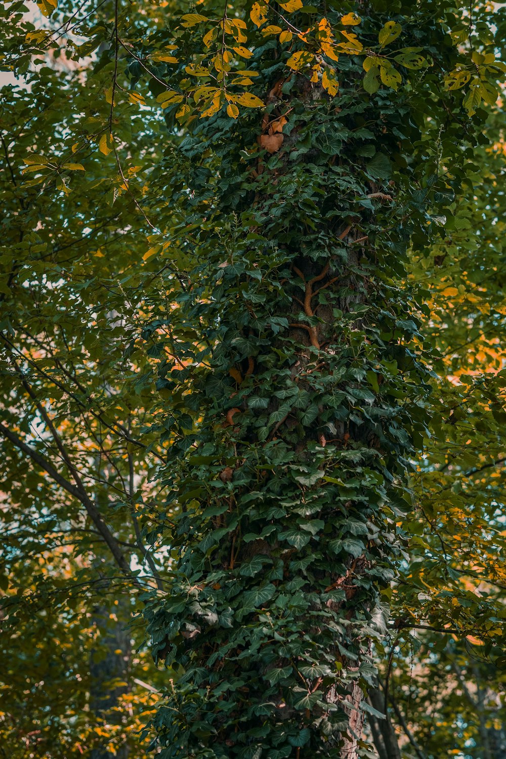 a tree with green leaves