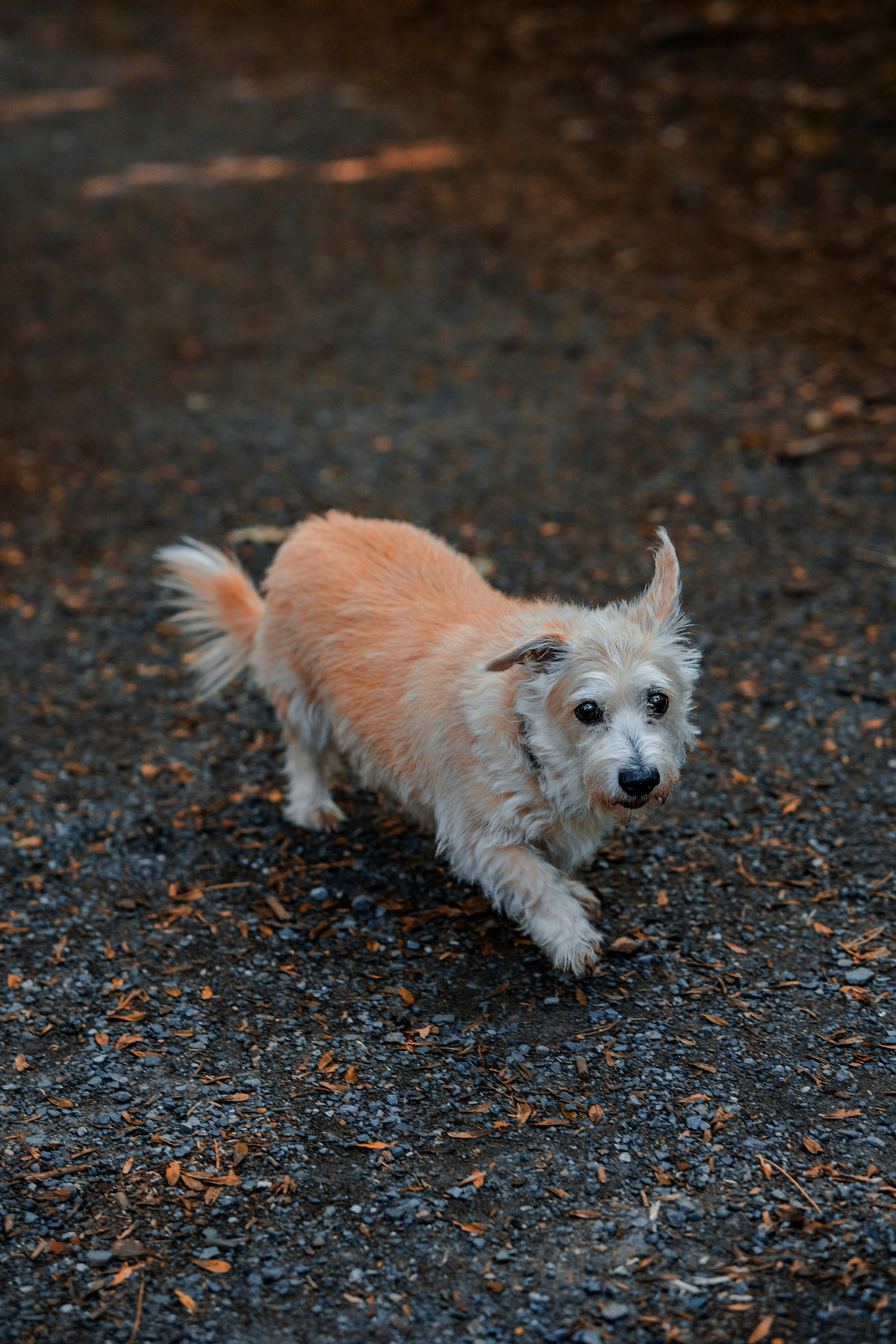 small pet nature wallpaper, wallpaper, Camping with Your Small Pet Safely: Essential Gear Guide 2