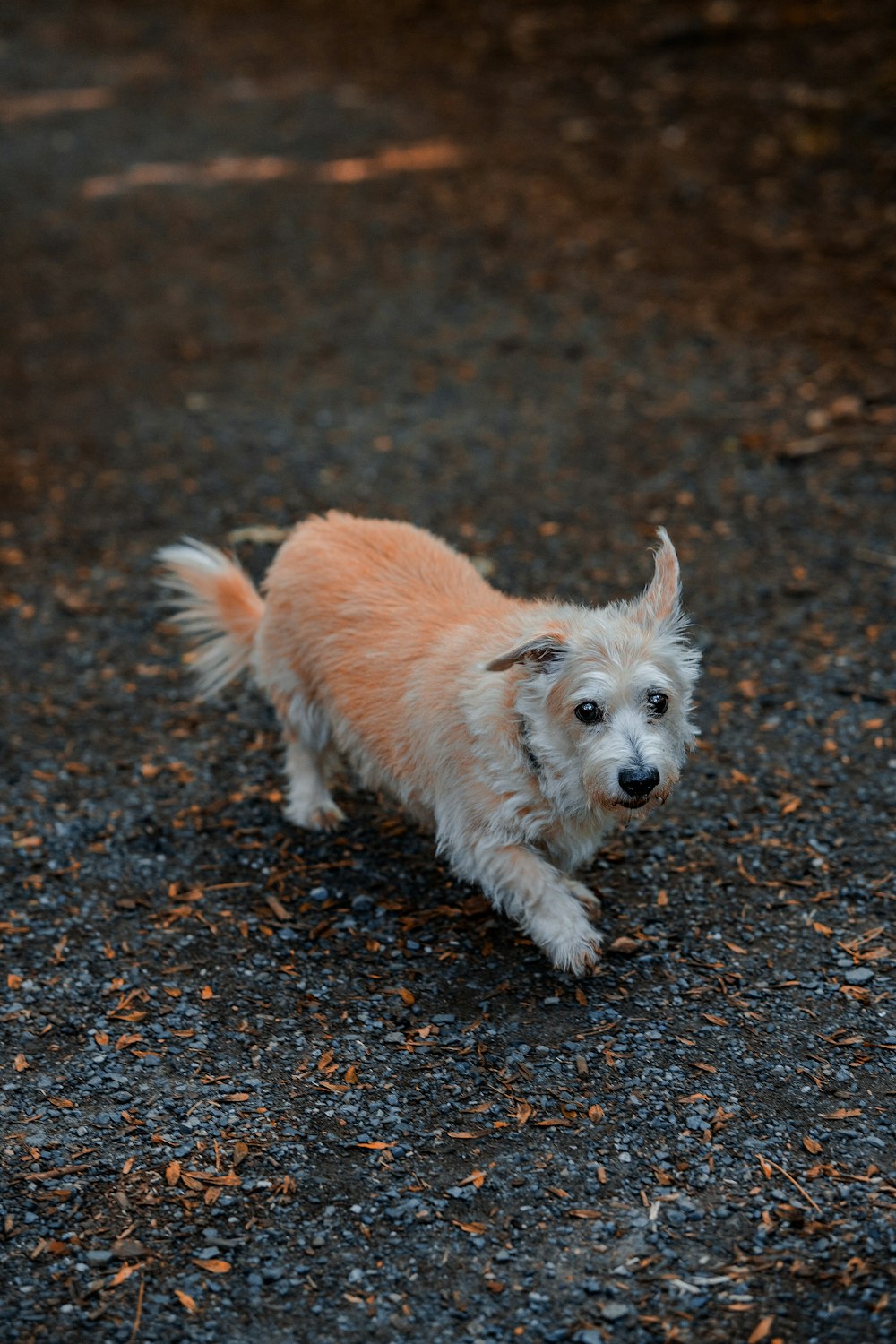 a dog running on a dirt path