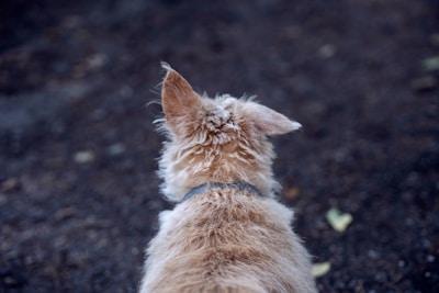 a dog sitting on the ground