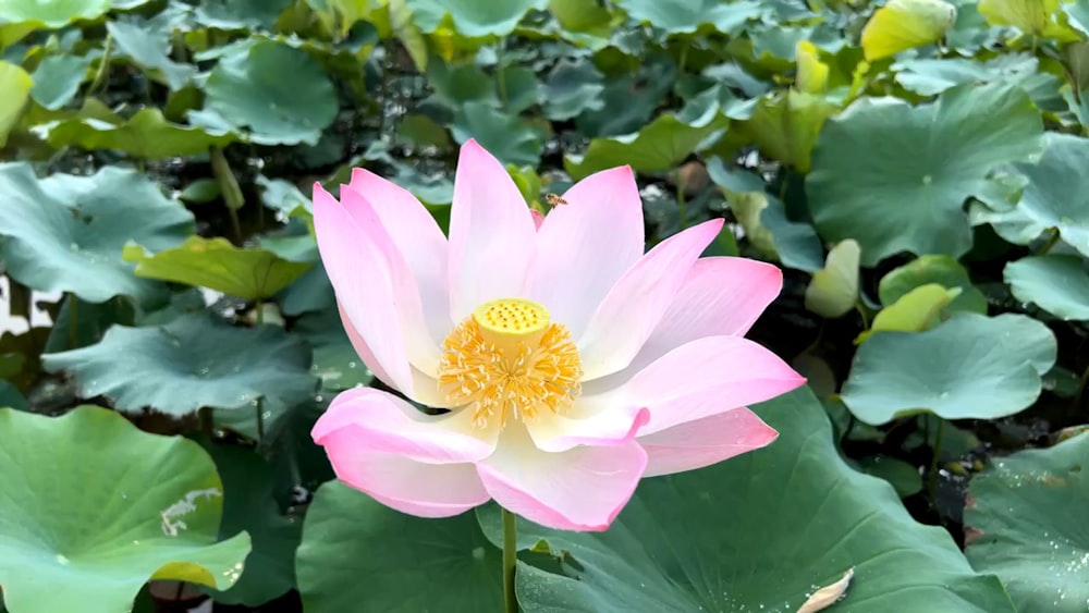 a pink flower surrounded by green leaves