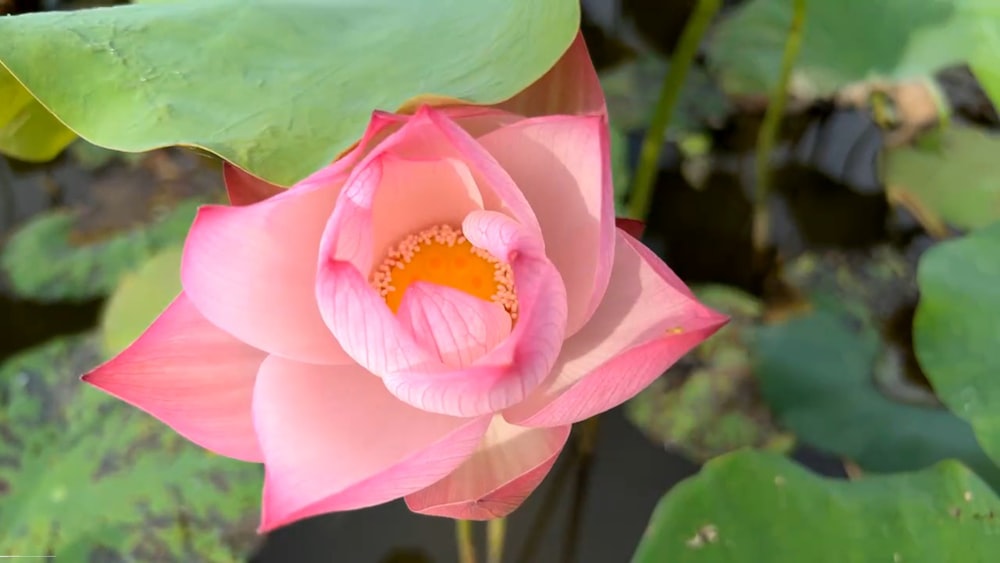 a pink flower with green leaves