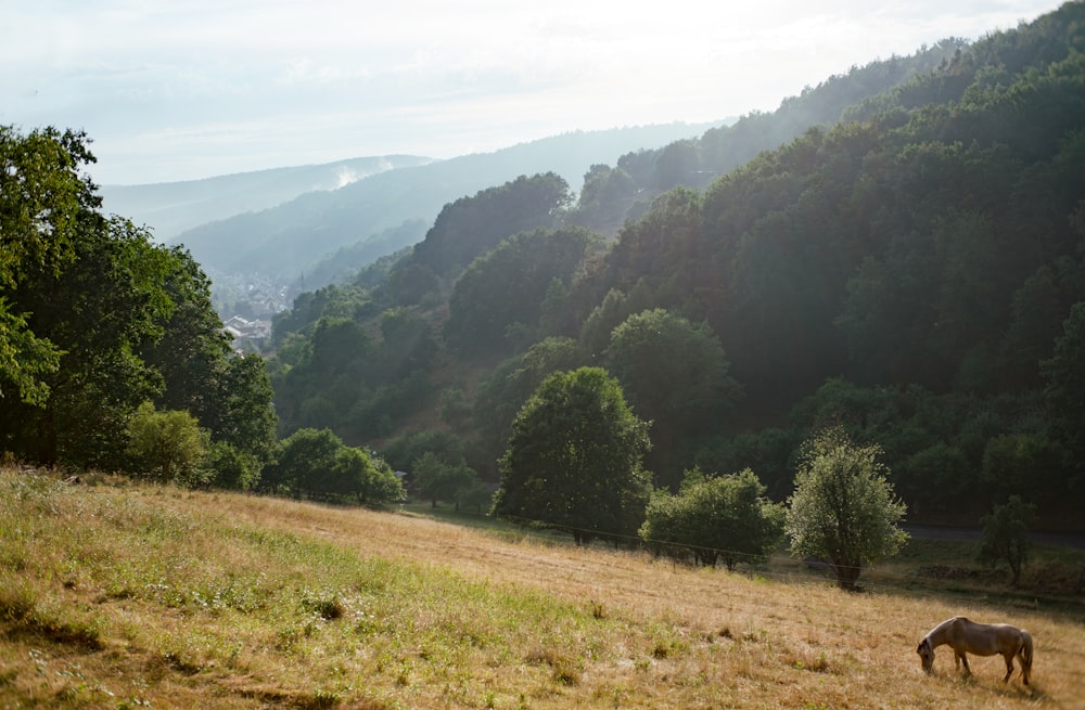 a horse grazing on a hill