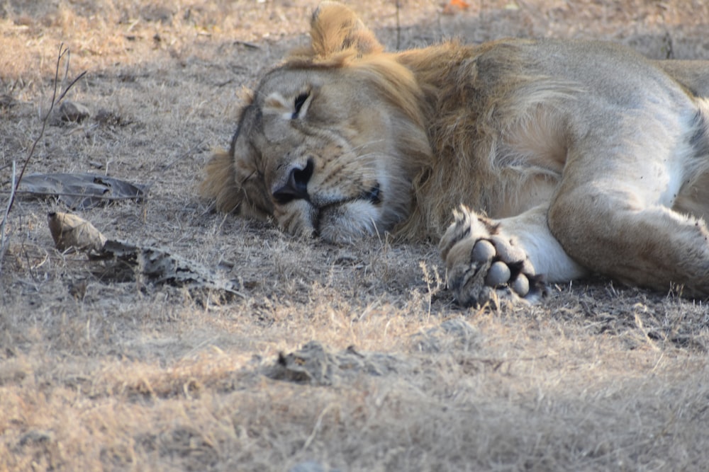 a lion lying down