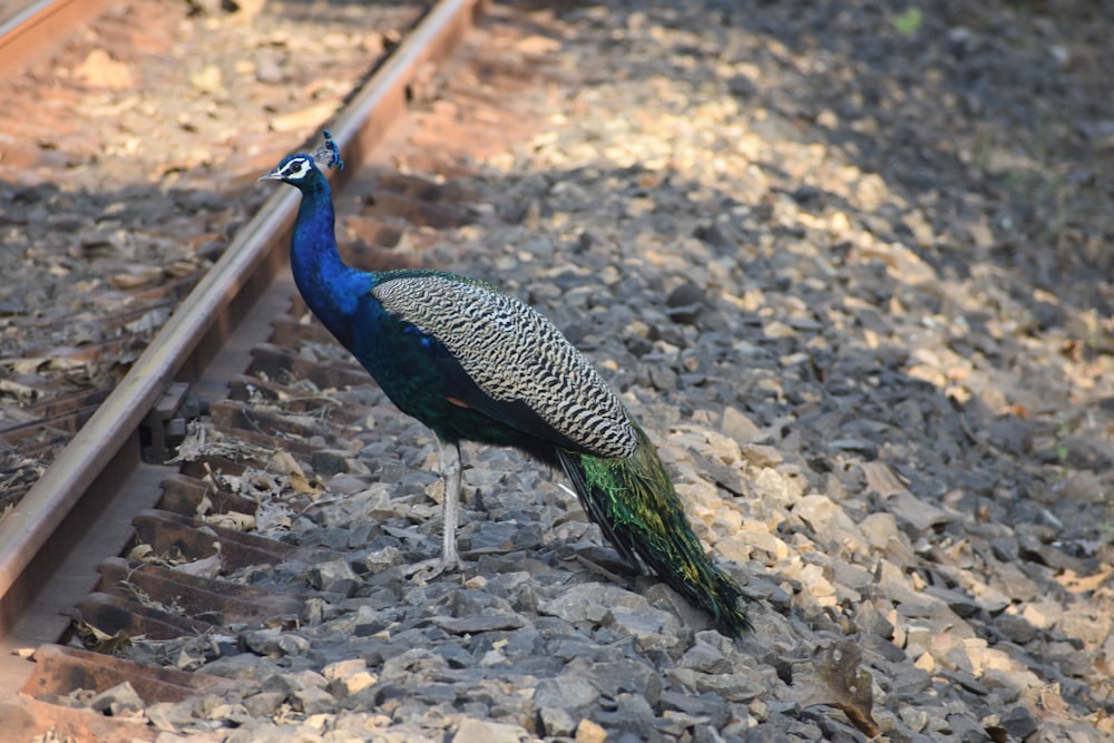 a peacock standing on the ground
