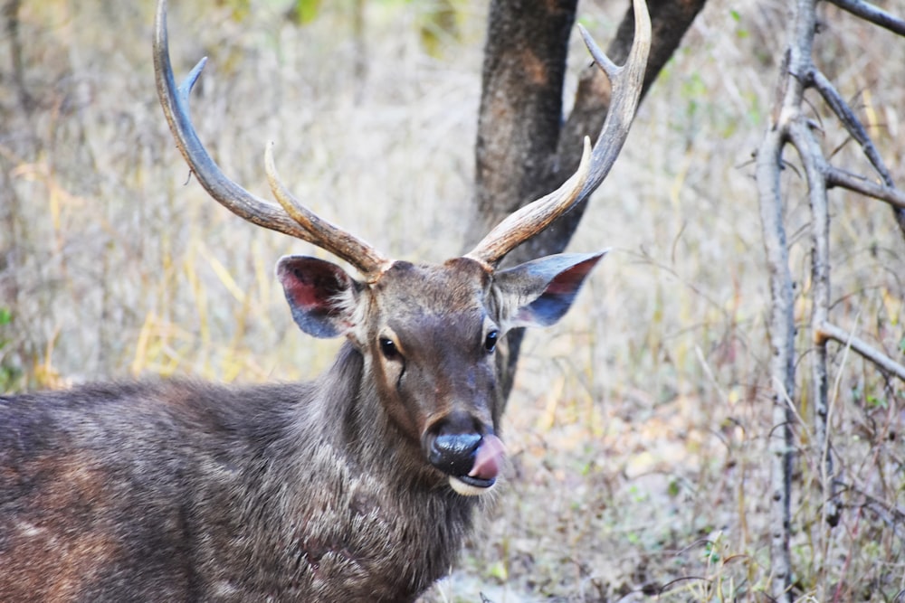 a deer with antlers