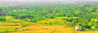 A close-up of lush green fields surrounding the plot in Andhra Pradesh.