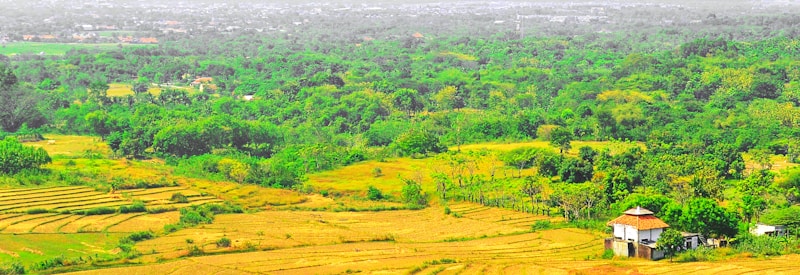 A vast expanse of lush green and golden fields stretches out with dense foliage in the background. In the foreground, there are terraced agricultural plots and a small house with a thatched roof, situated amidst the greenery.
