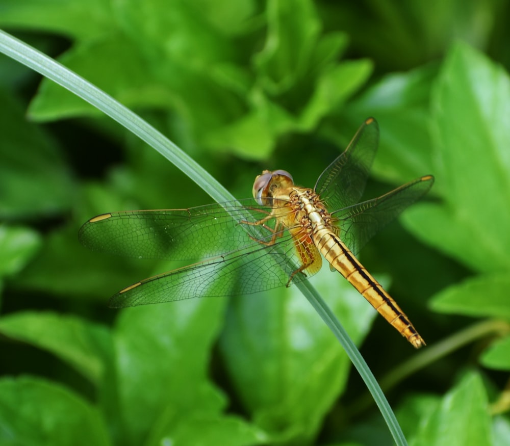 a dragonfly on a leaf