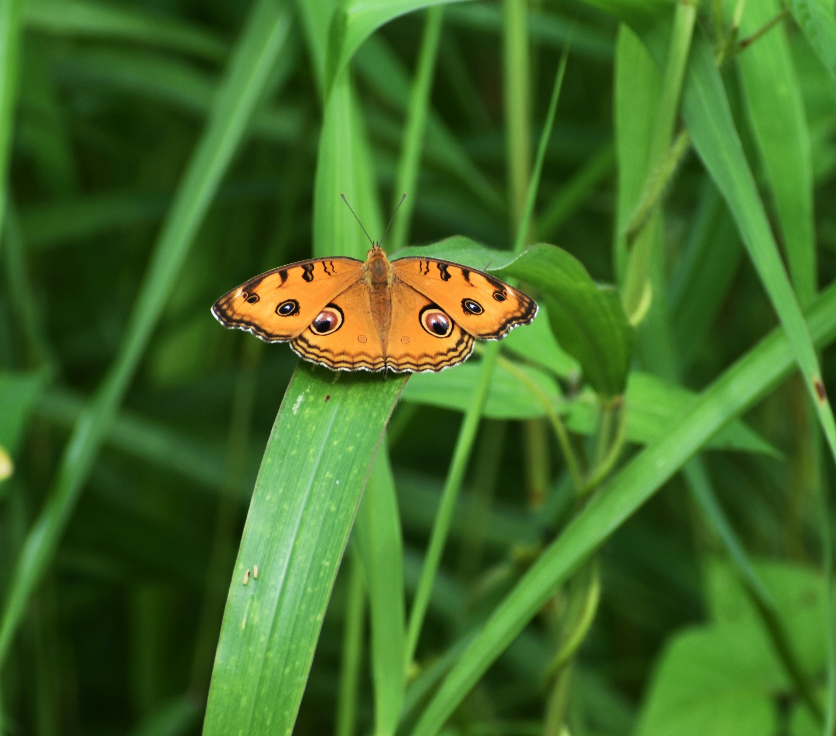 Analysis Mooring System Configuration of Submerged Floating Tunnel Image