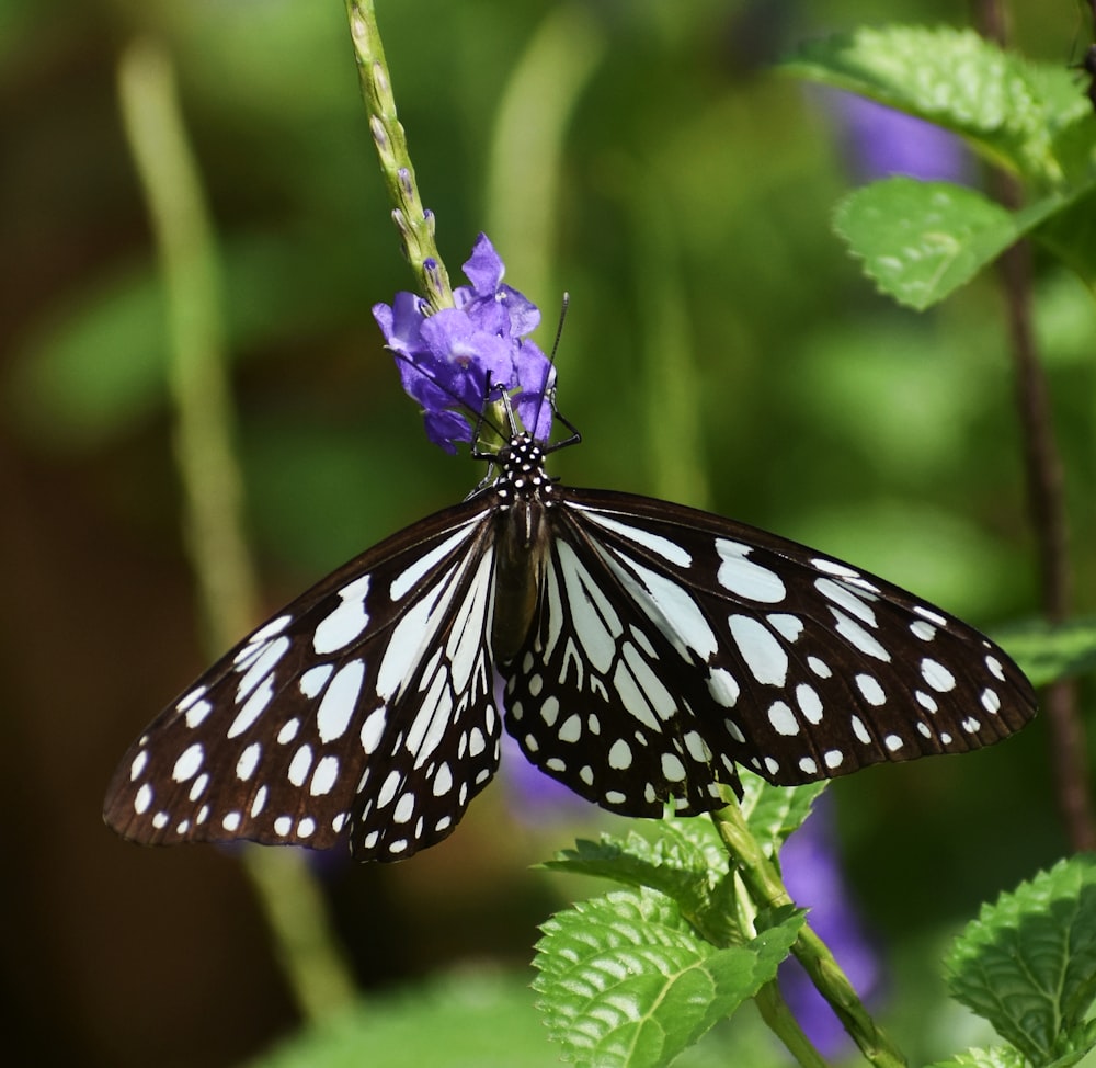 a butterfly on a flower