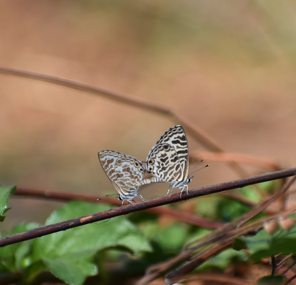 a couple of butterflies on a branch