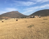 A vast, dry landscape with two brown cows grazing in an open field. In the background, there are two prominent hills against a blue sky with scattered clouds. A small, rustic building made of brick and metal stands near the hills, surrounded by sparse vegetation.
