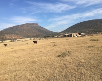 A vast, dry landscape with two brown cows grazing in an open field. In the background, there are two prominent hills against a blue sky with scattered clouds. A small, rustic building made of brick and metal stands near the hills, surrounded by sparse vegetation.