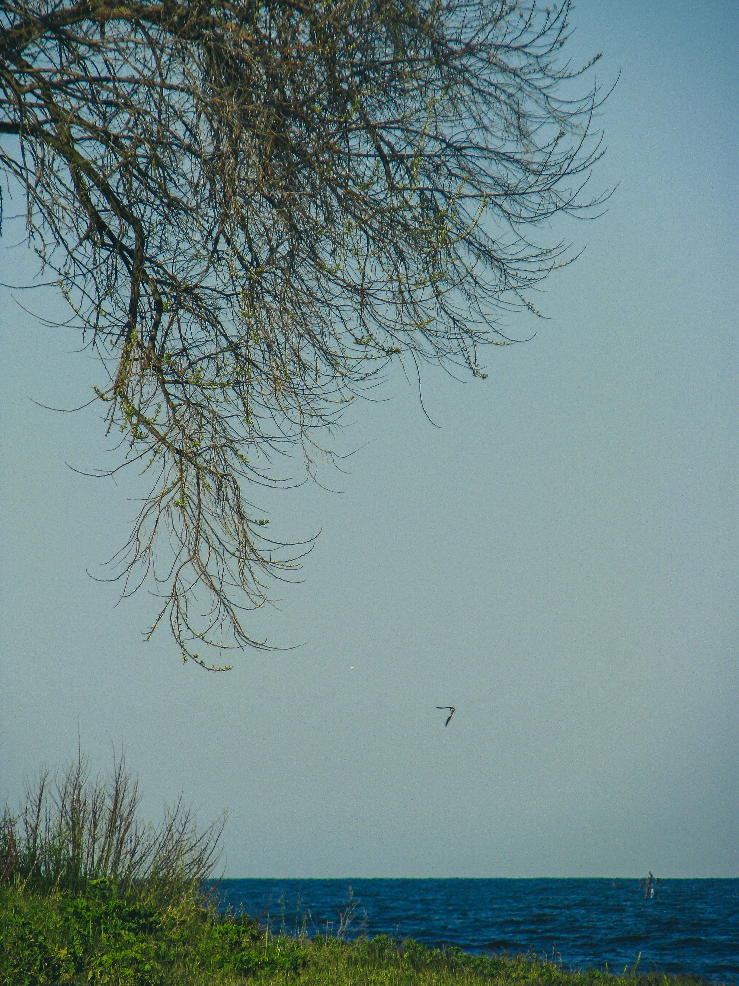 Photo by isabeladragu