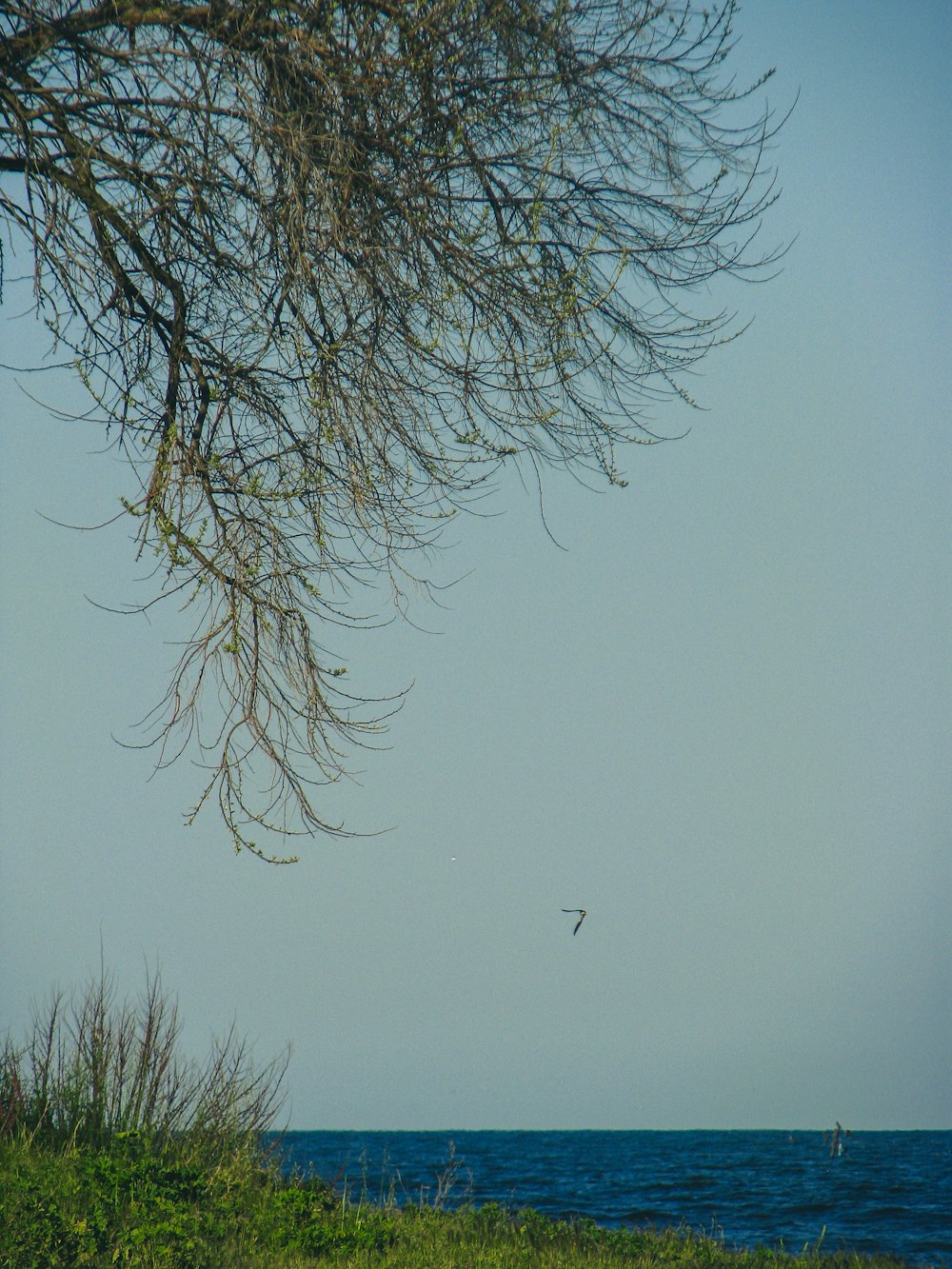 a bird flying over a body of water