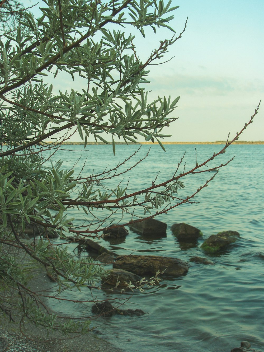 a tree over a body of water