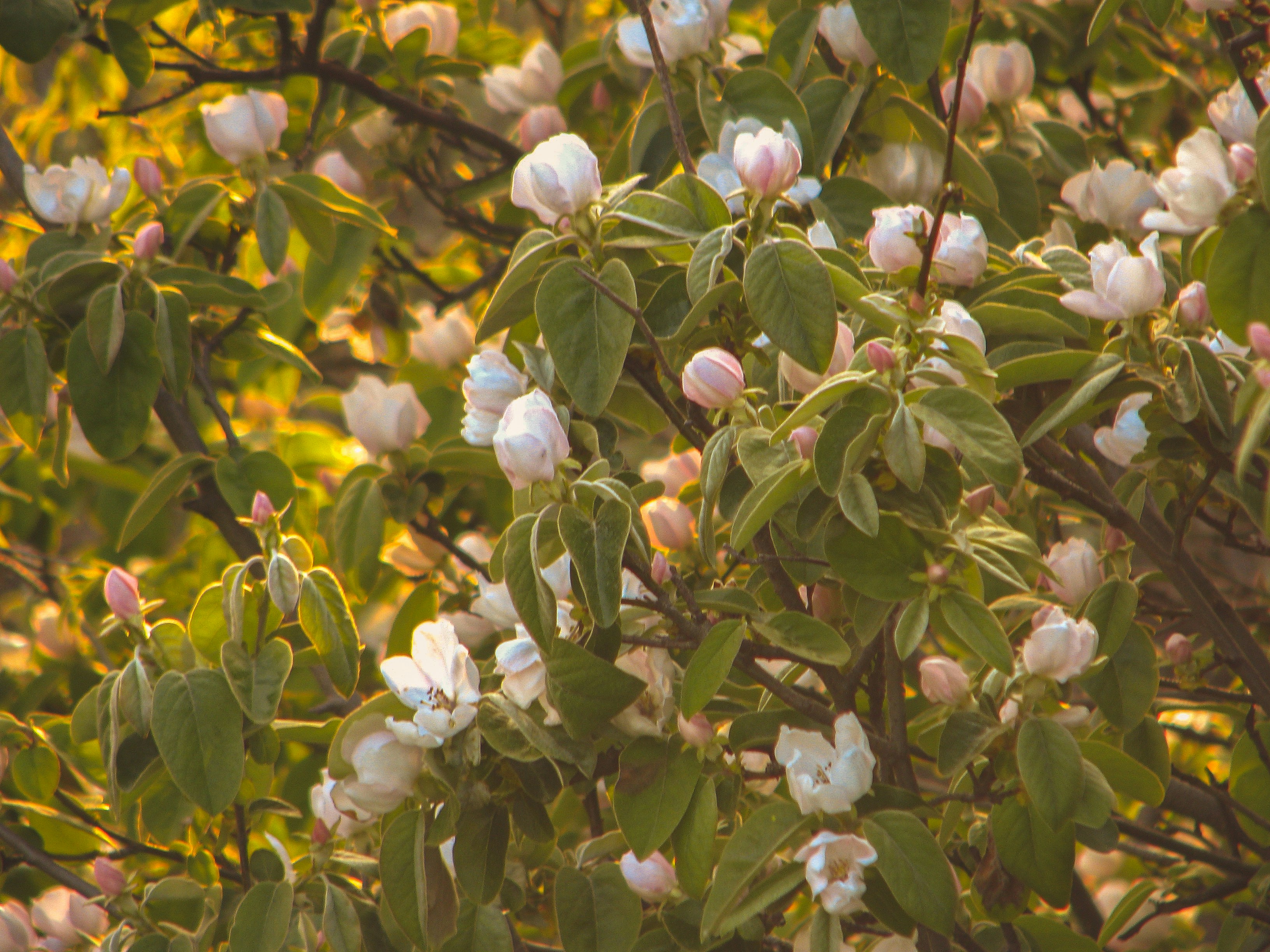 Photo by isabeladragu