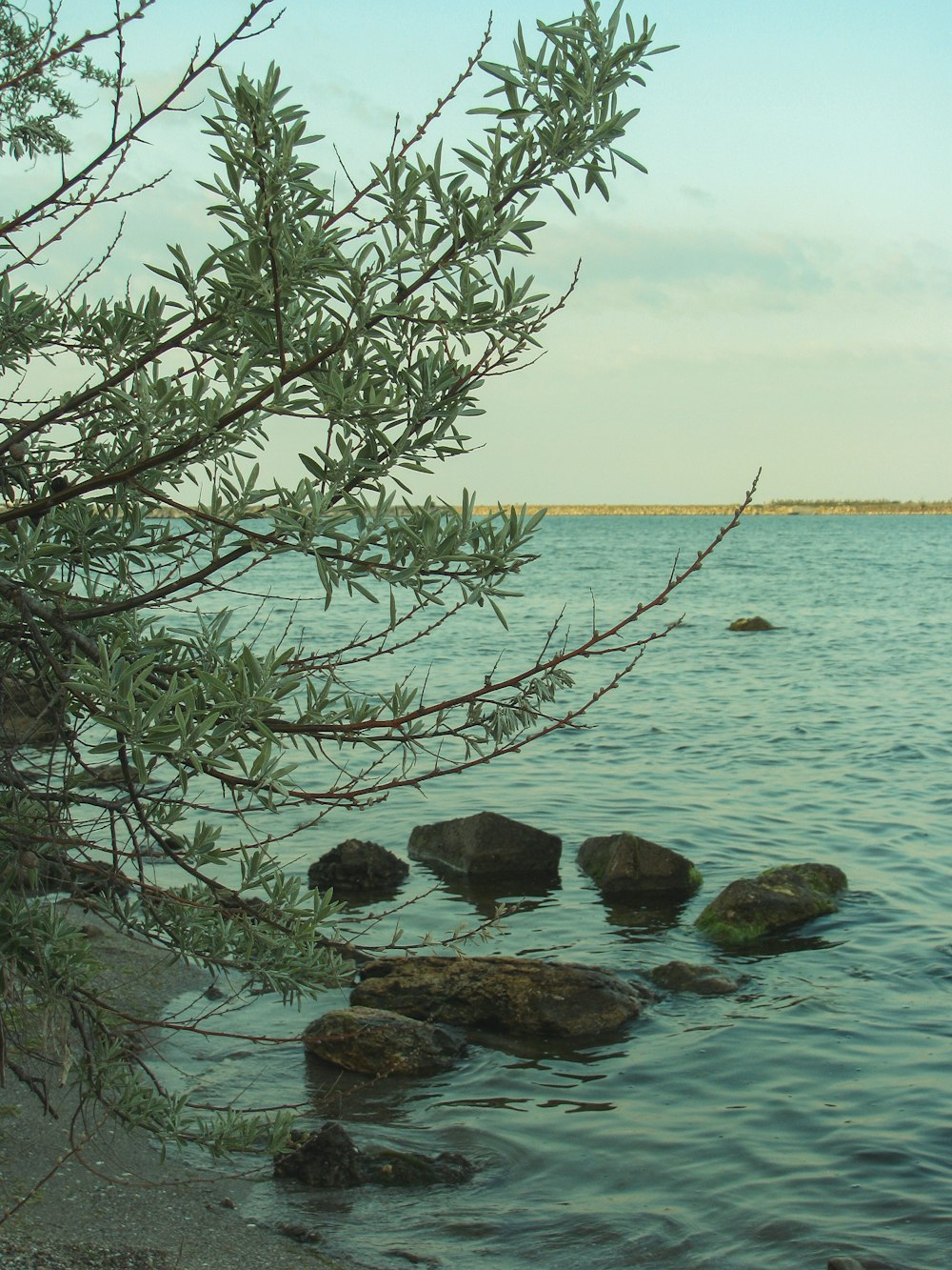 a tree over a body of water