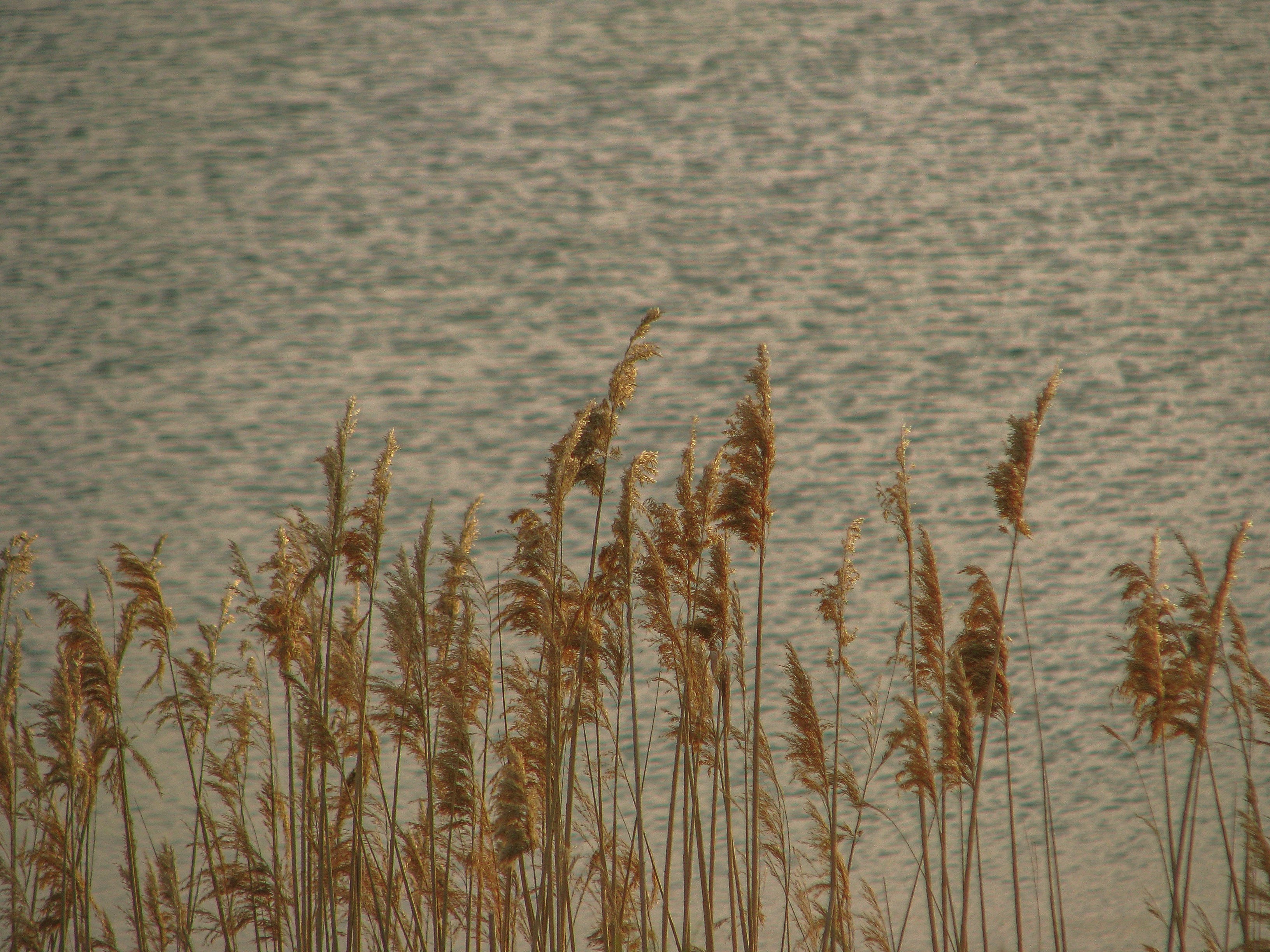 Photo by isabeladragu