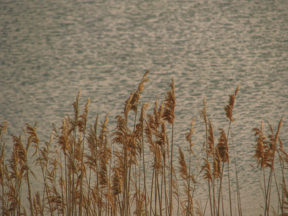 a field of wheat