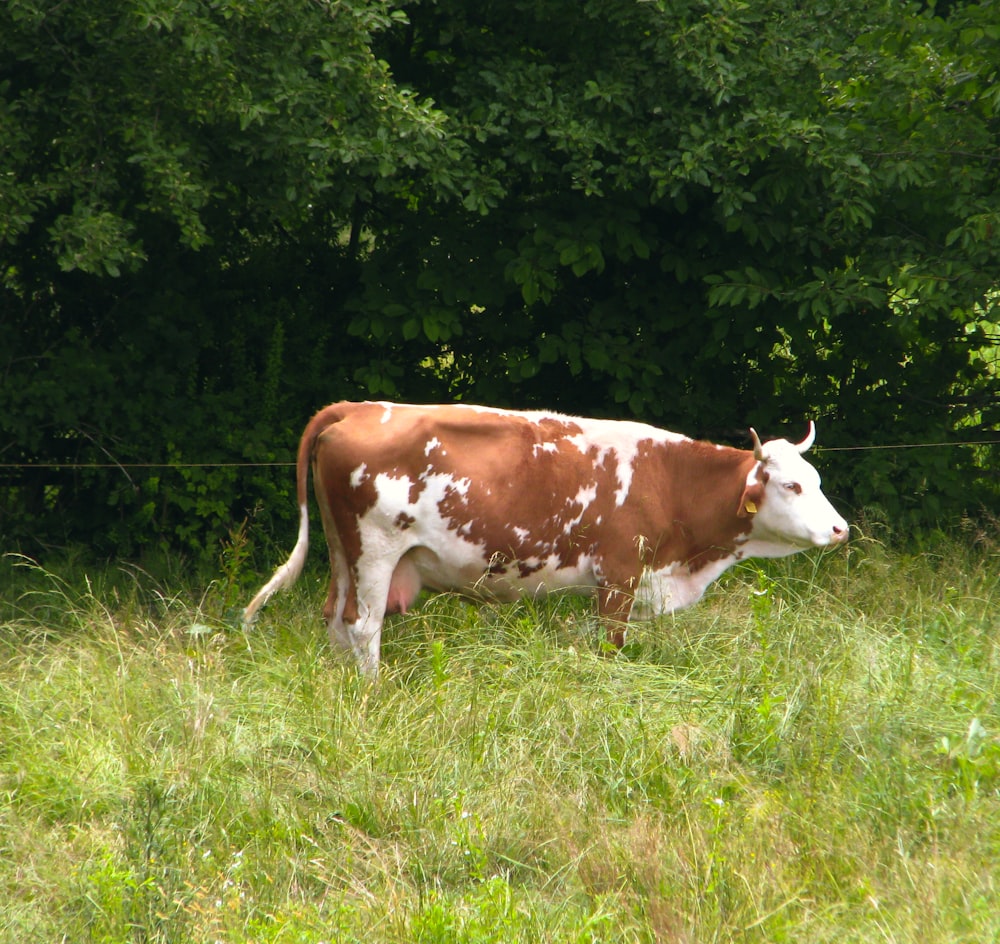 a cow standing in a field