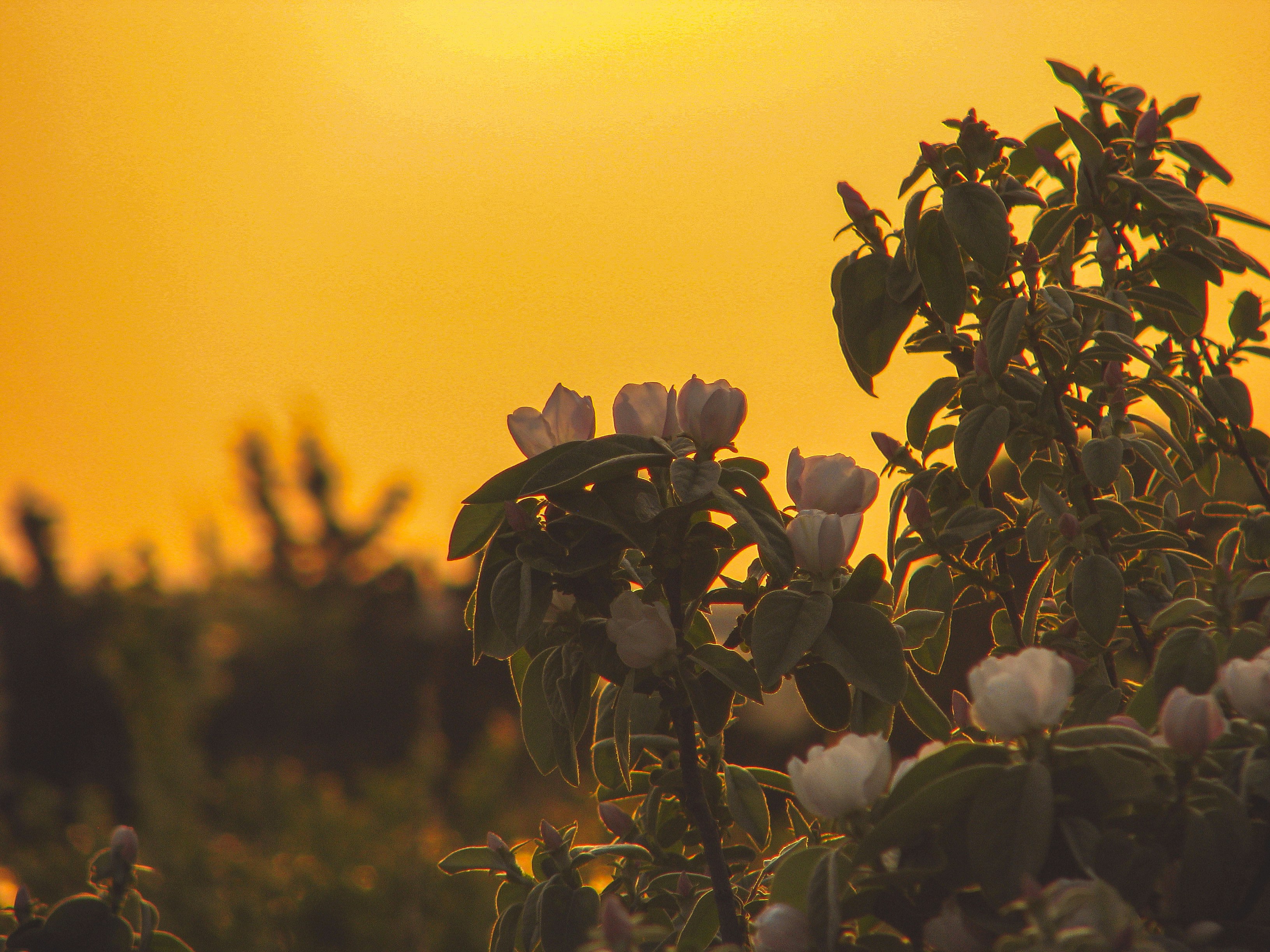 A close up of flowers photo – Free Flowers nature Image on Unsplash