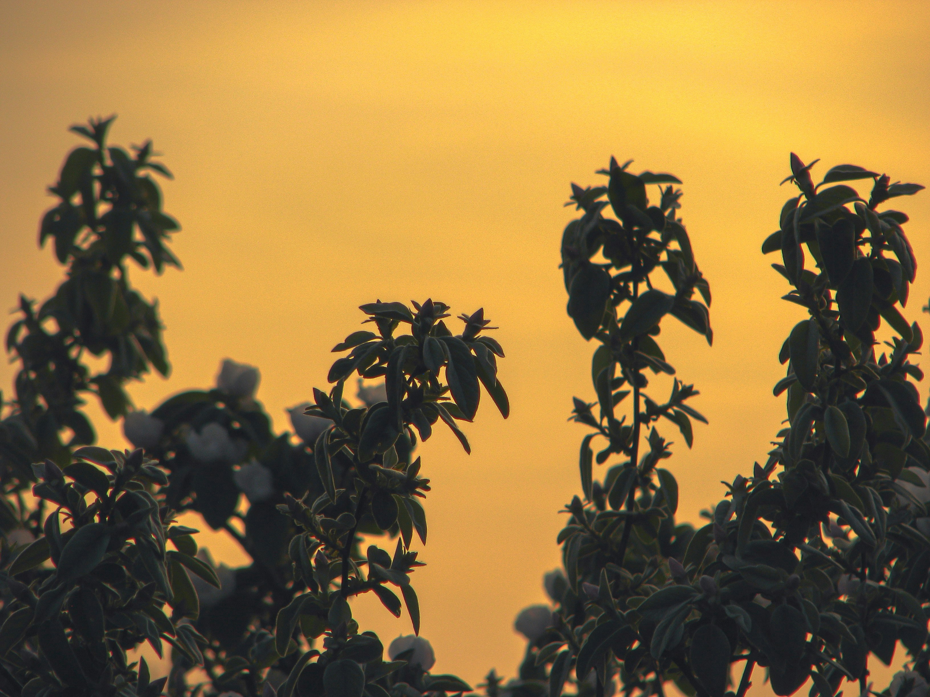 Sunset Flower Pictures | Download Free Images on Unsplash