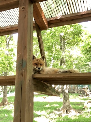 A gentle caregiver cradling a small injured fox under sunlight filtering through trees.