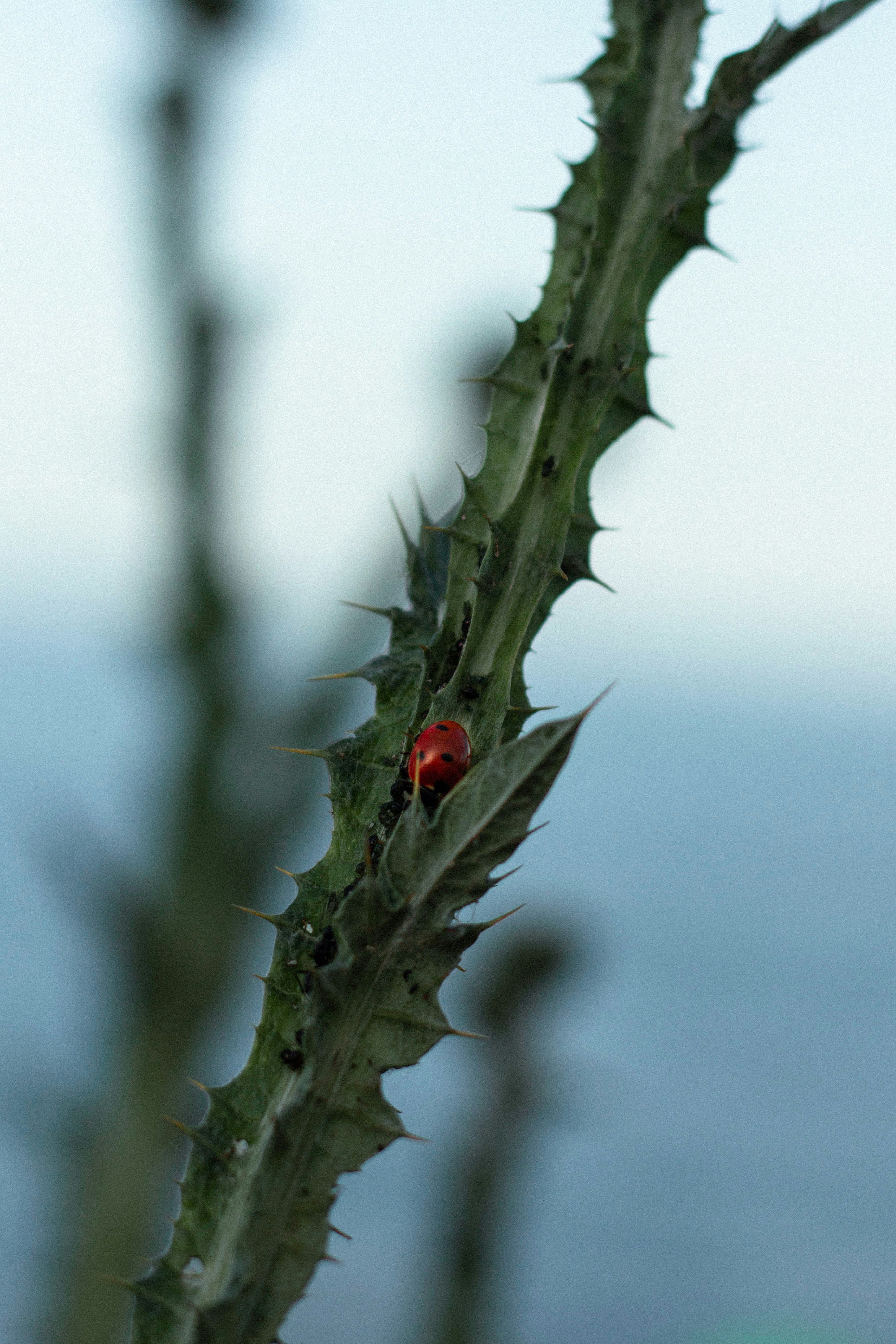 a red bug on a branch